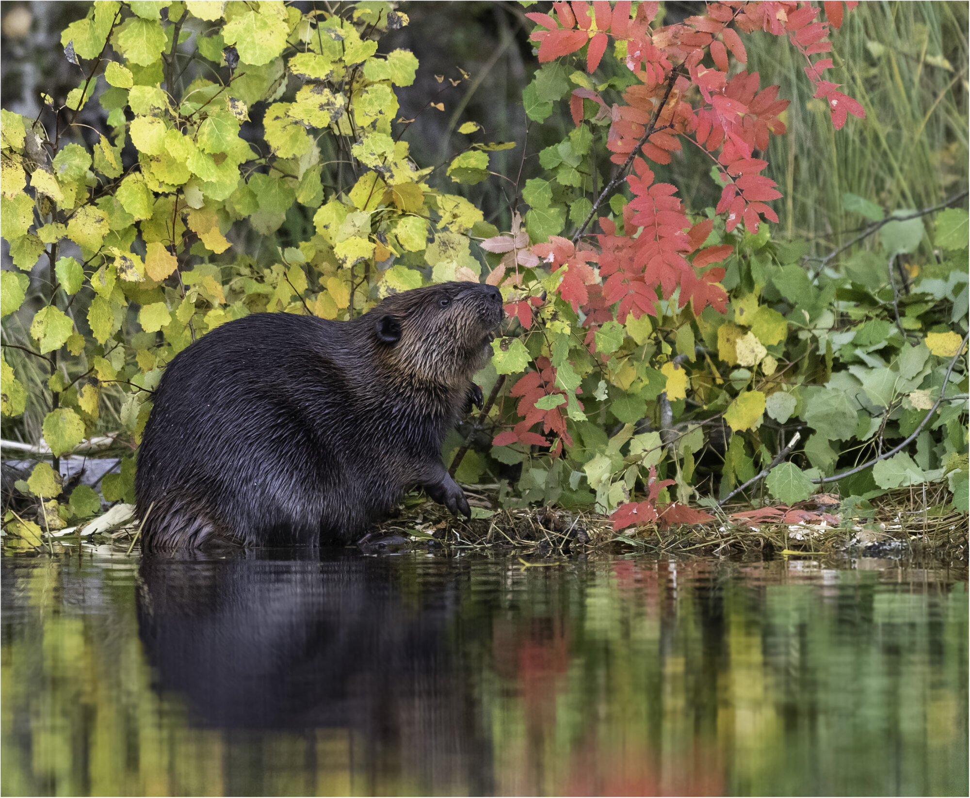 Valokuvaaja: Hannele Kaihola