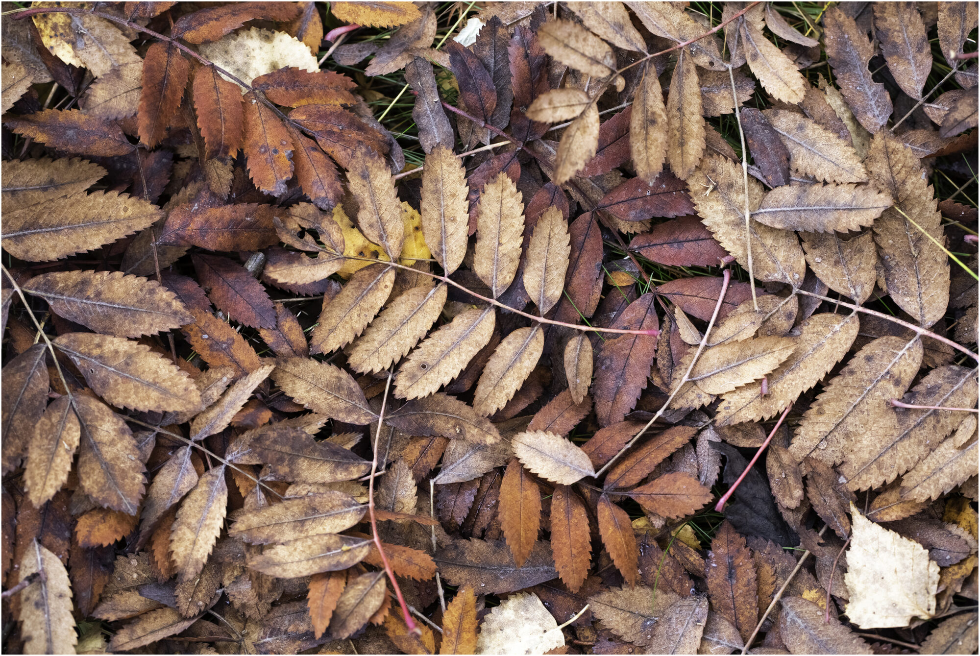 Valokuvaaja: Hannele Kaihola