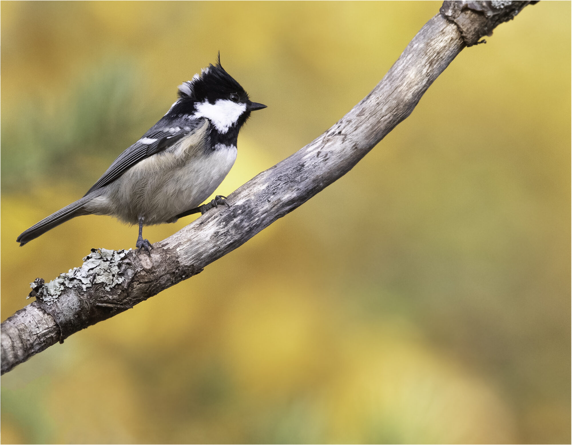 Valokuvaaja: Hannele Kaihola Valokuvaaja: Hannele Kaihola
