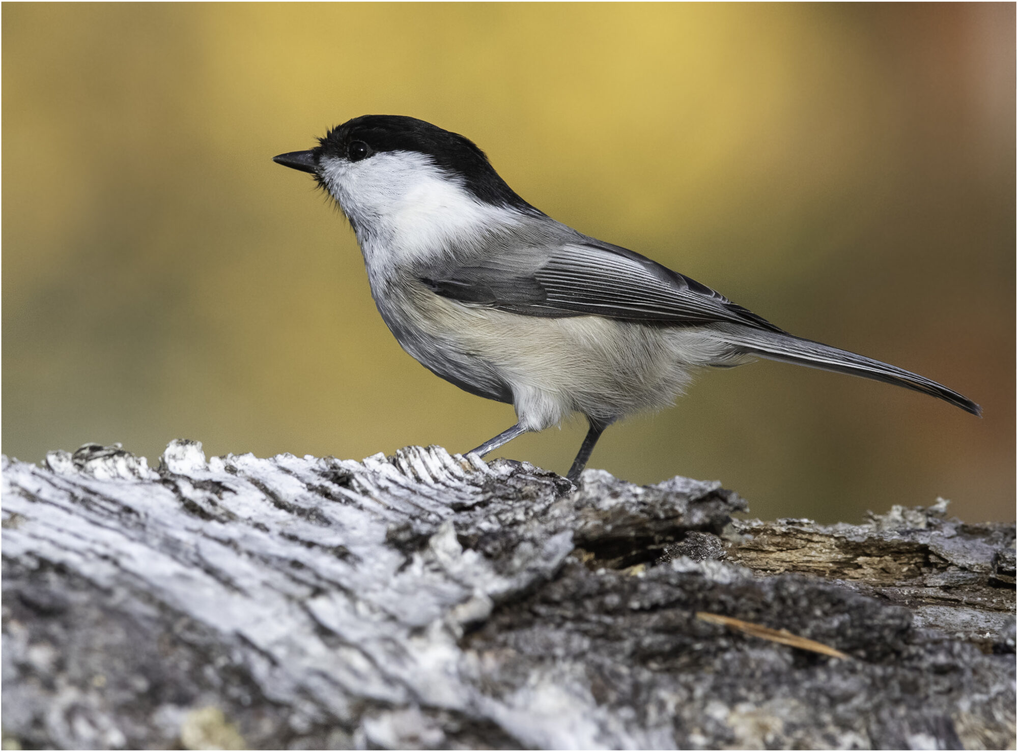 Valokuvaaja: Hannele Kaihola