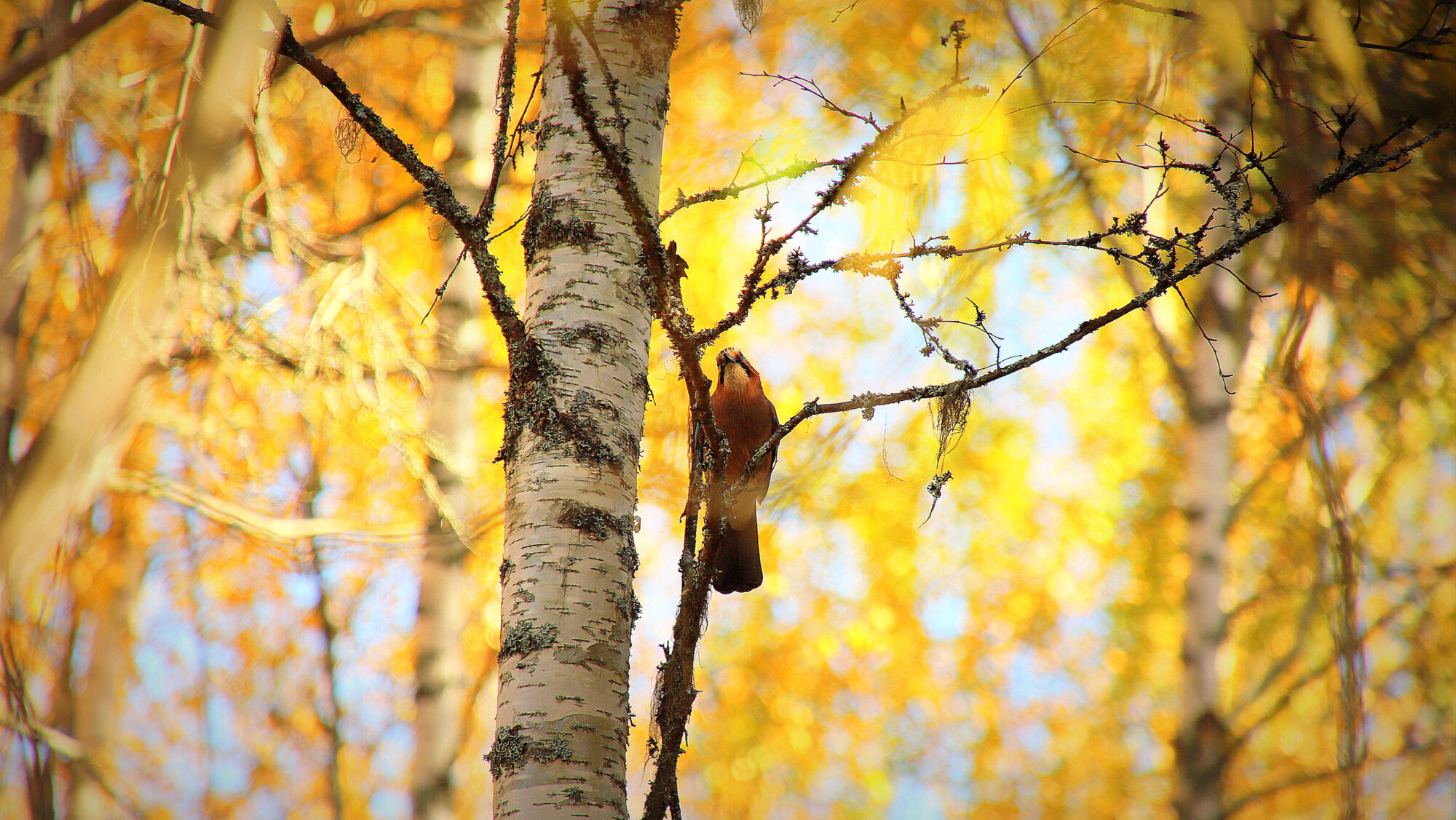 Valokuvaaja: sirpa Jyske