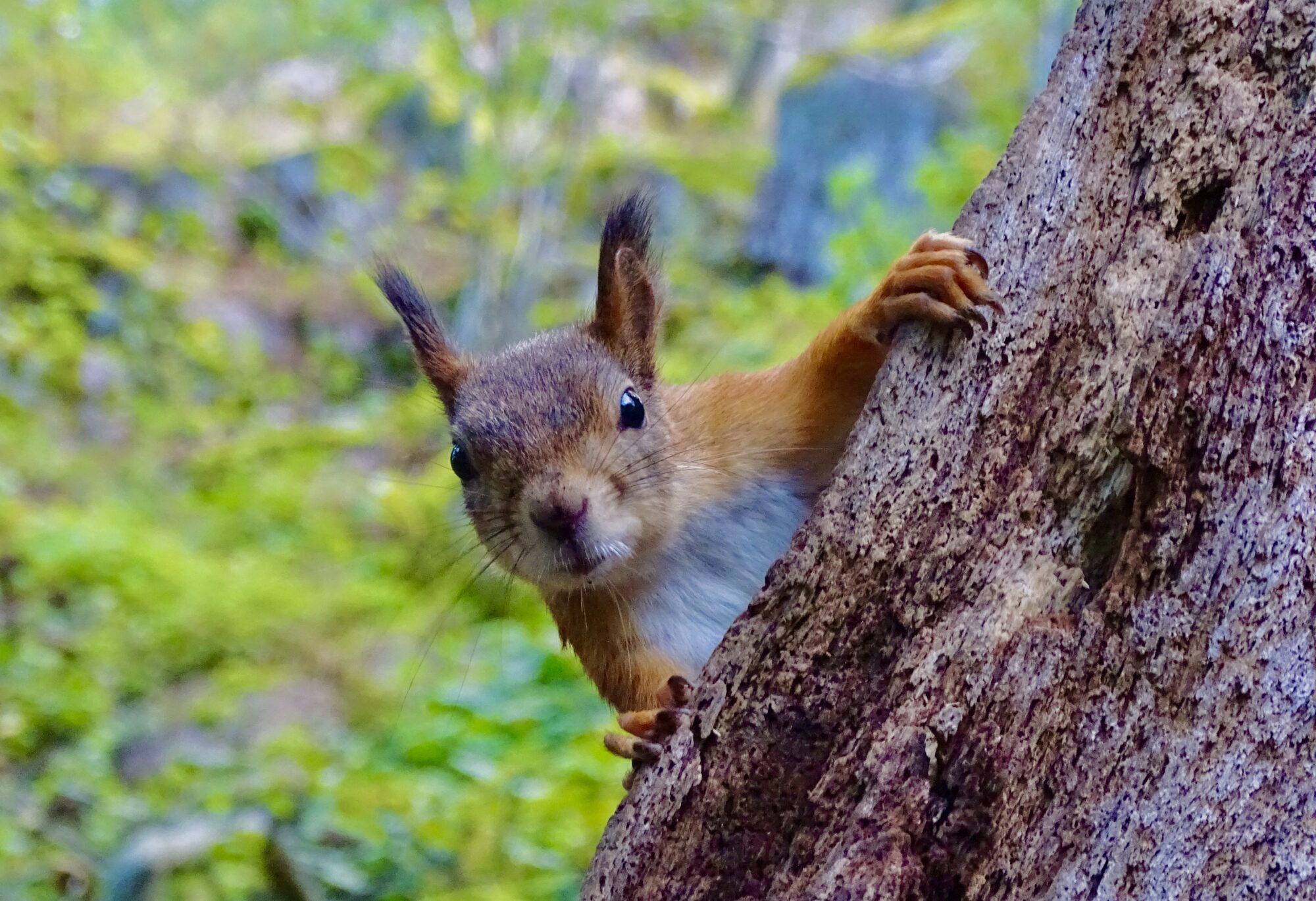 Valokuvaaja: Juhani Peltonen