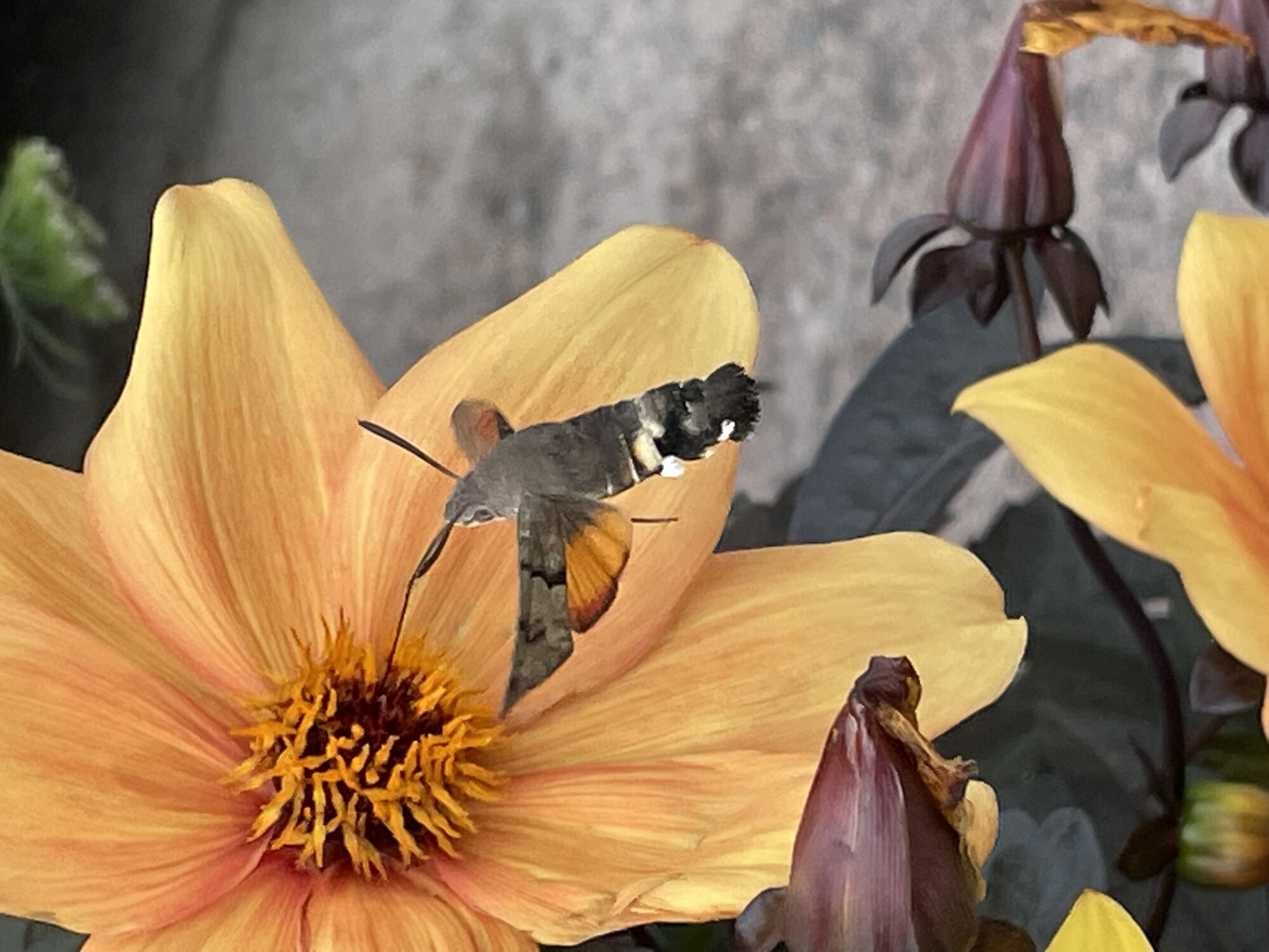 Valokuvaaja: Konstantin Laakkonen