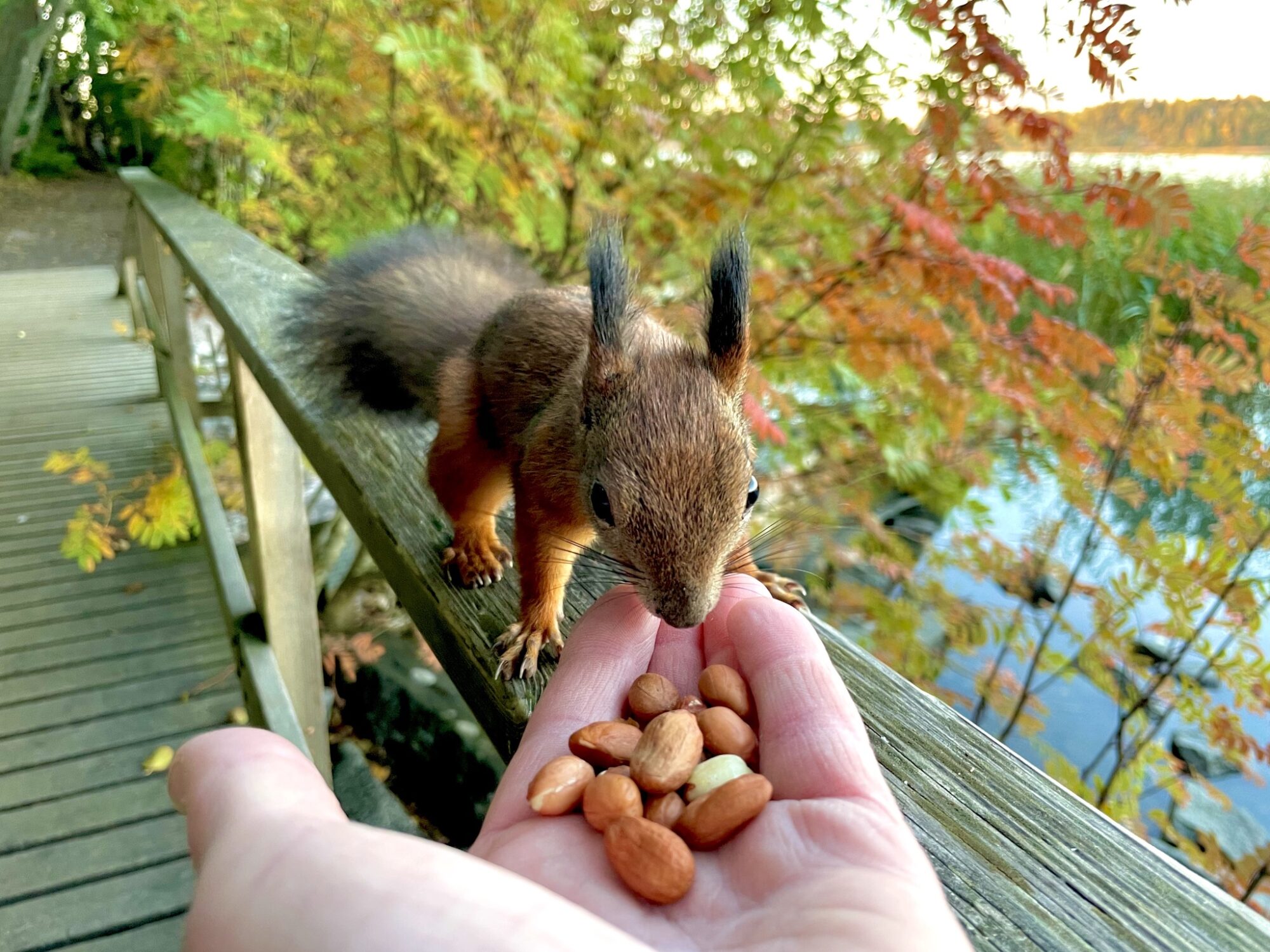 Valokuvaaja: Juhani Peltonen