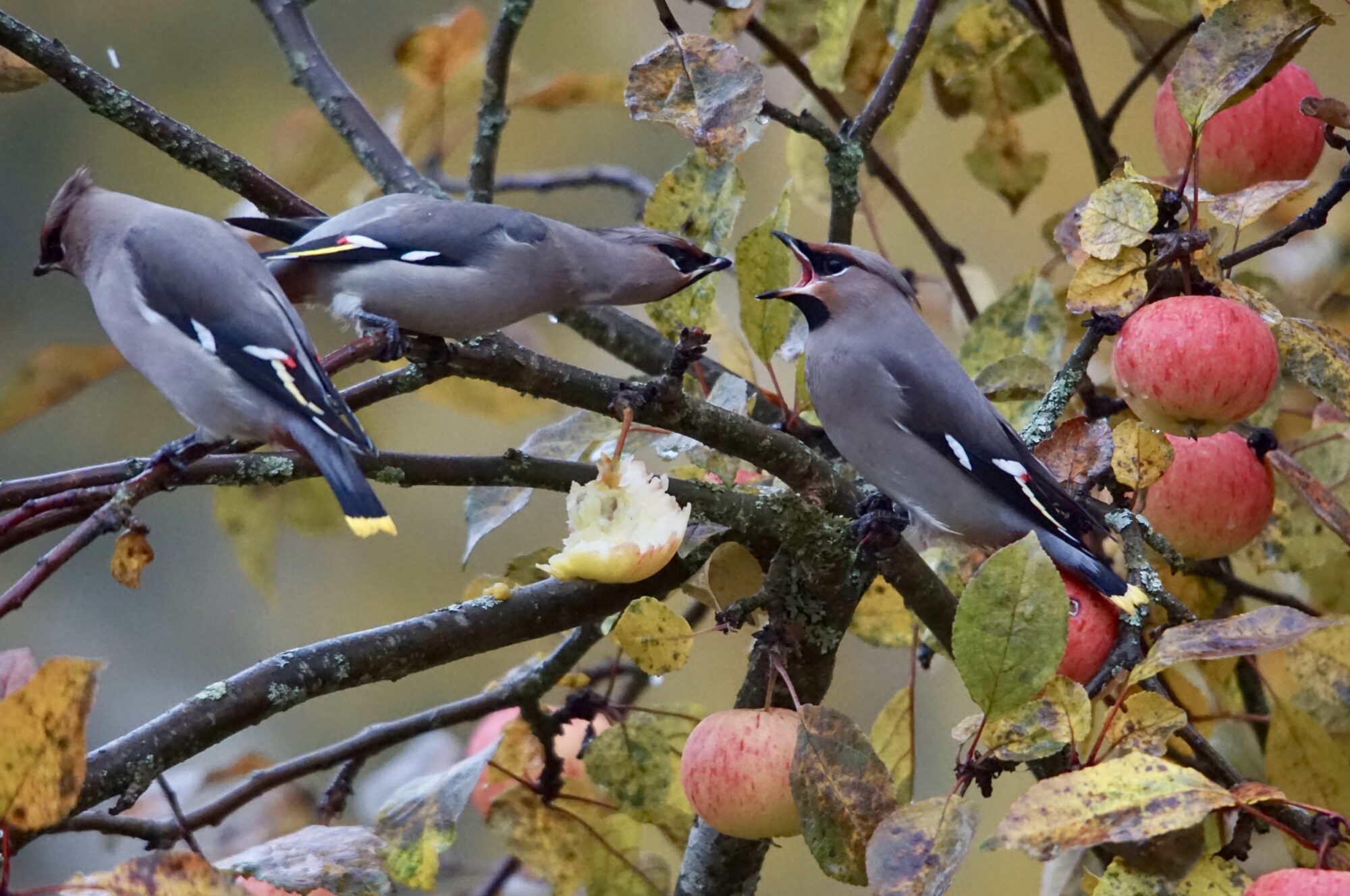 Valokuvaaja: Markku Ranta-Eilola