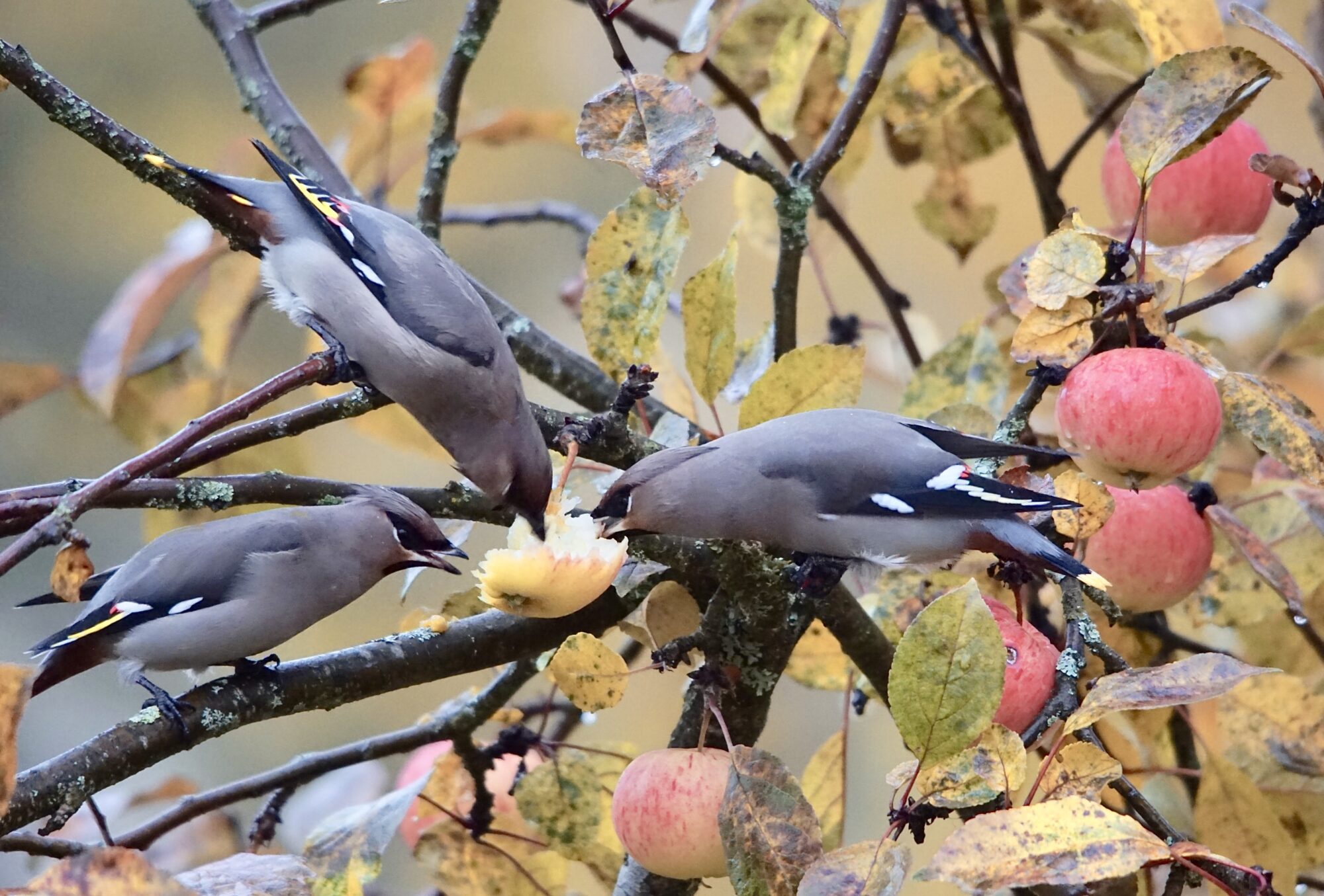 Valokuvaaja: Markku Rantaa-Eilola