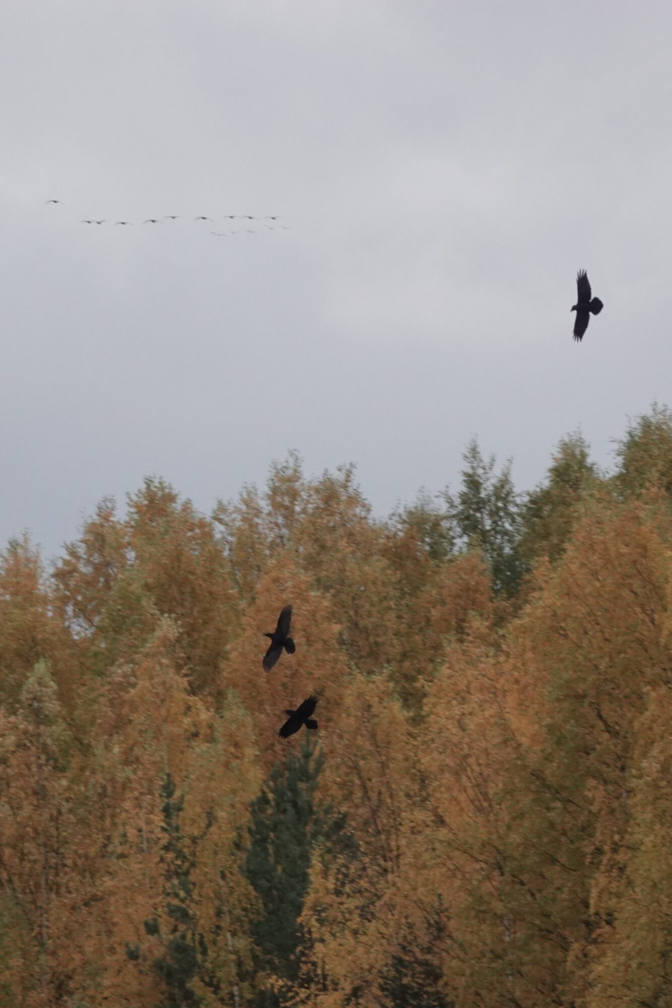 Valokuvaaja: Jenna Pitkänen