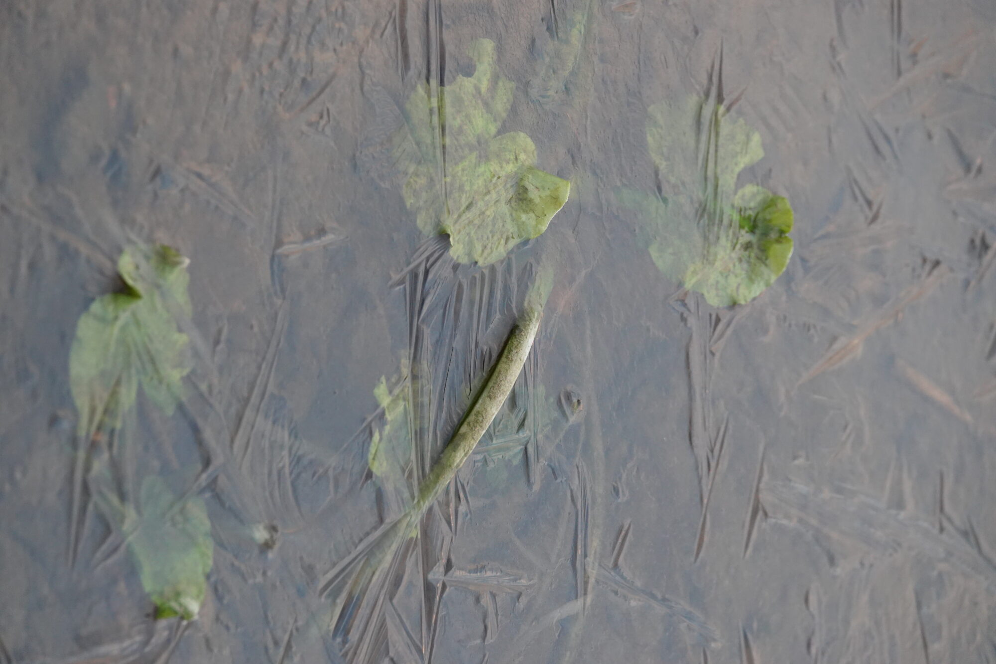 Valokuvaaja: Jenna Pitkänen