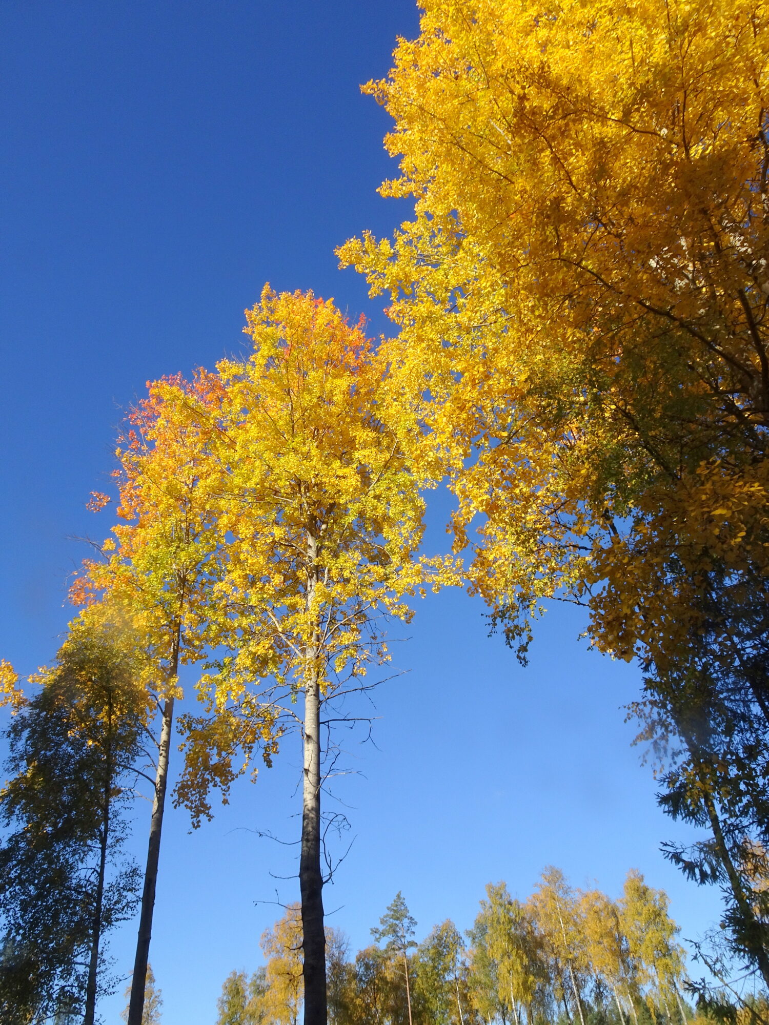 Valokuvaaja: Irja Lehtinen