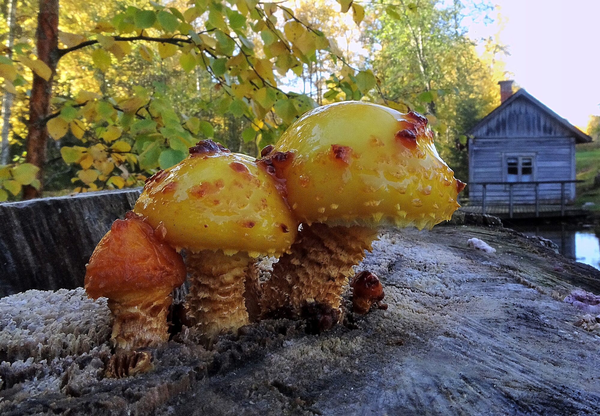 Valokuvaaja: Irja Lehtinen