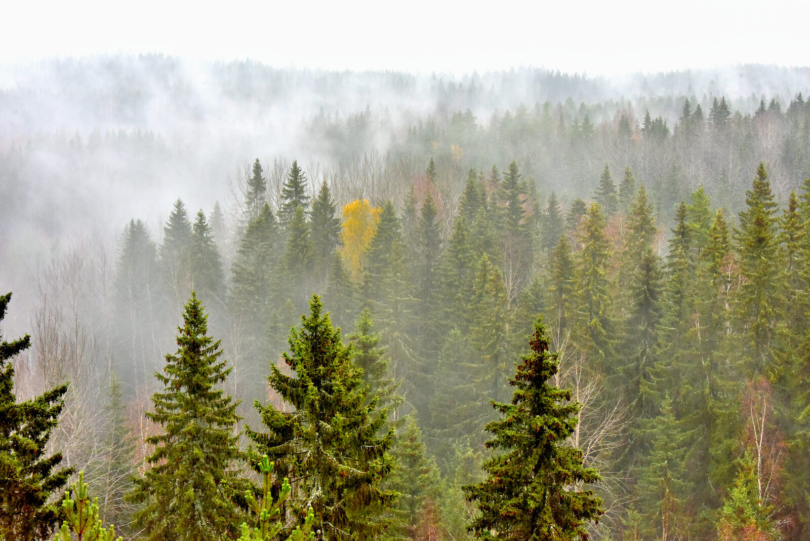 Valokuvaaja: Reijo Juurinen