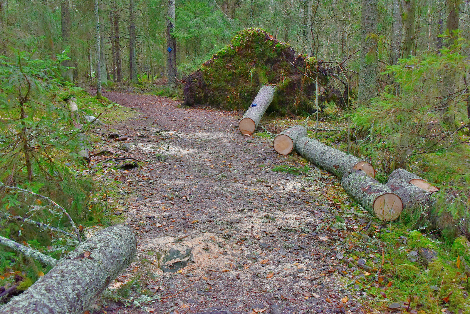 Valokuvaaja: Reijo Juurinen Valokuvaaja: Reijo Juurinen