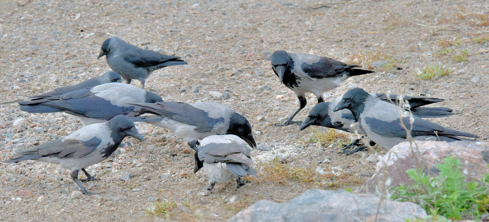 Valokuvaaja: Reijo Juurinen
