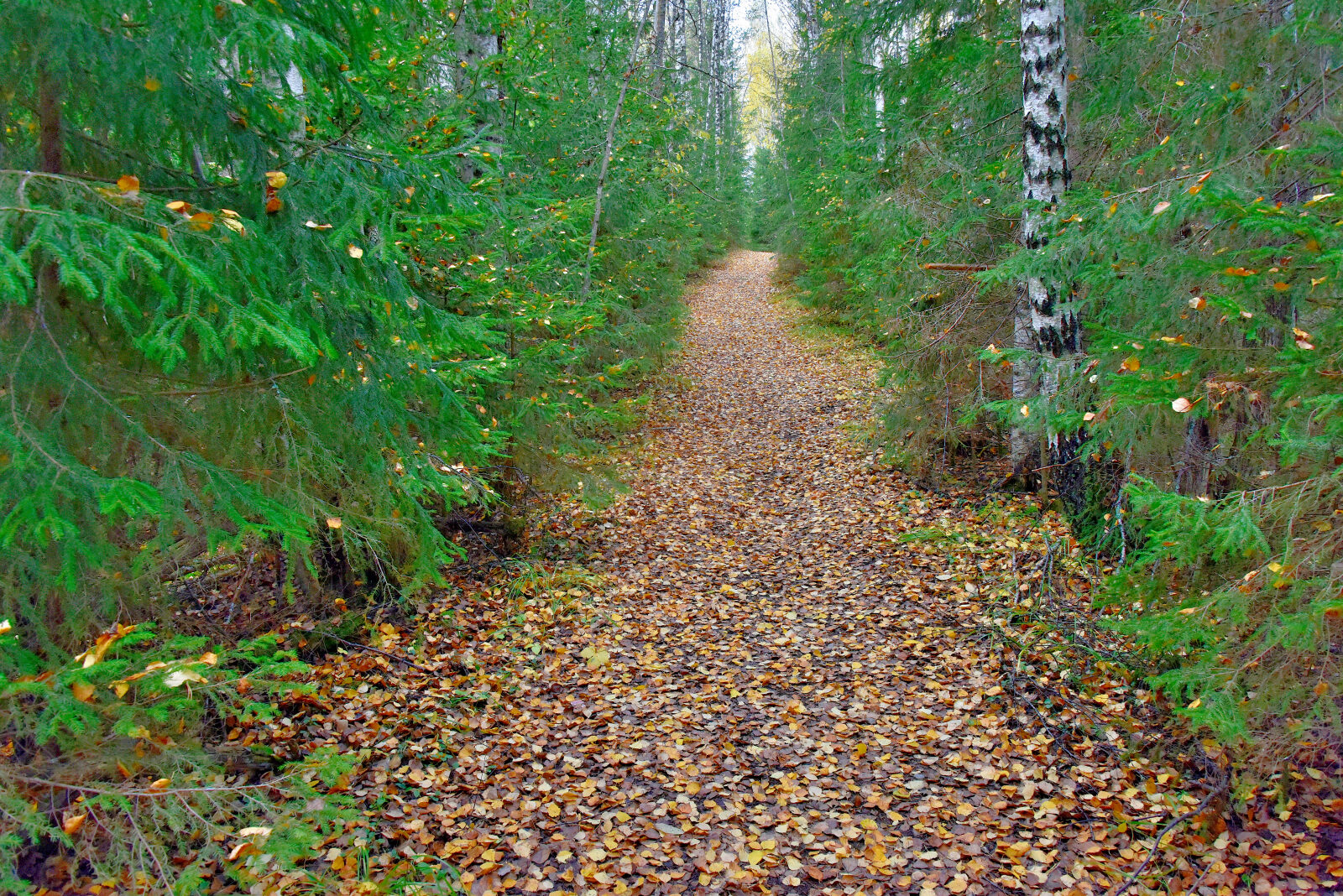 Valokuvaaja: Reijo Juurinen