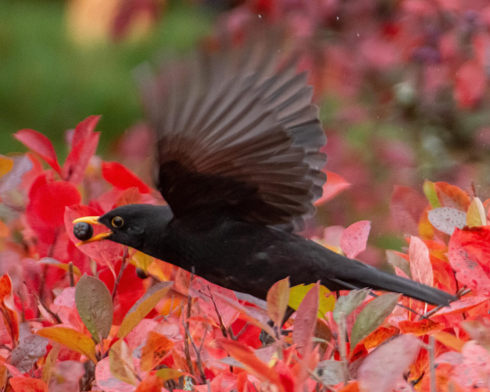 Valokuvaaja: Tuula Komsi