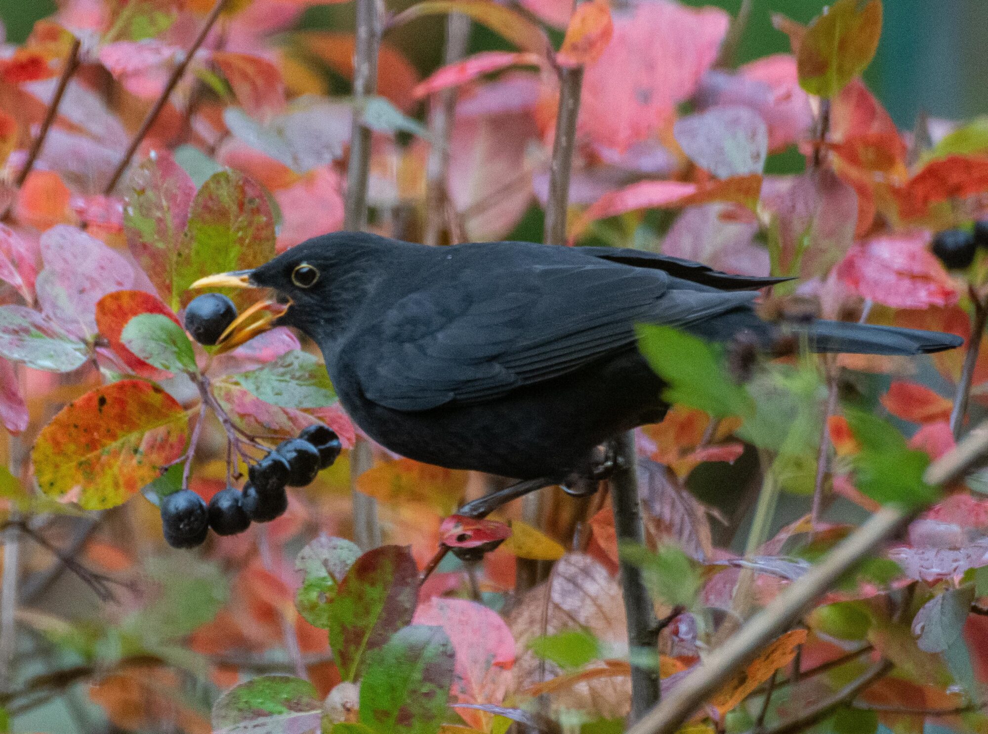 Valokuvaaja: Tuula Komsi