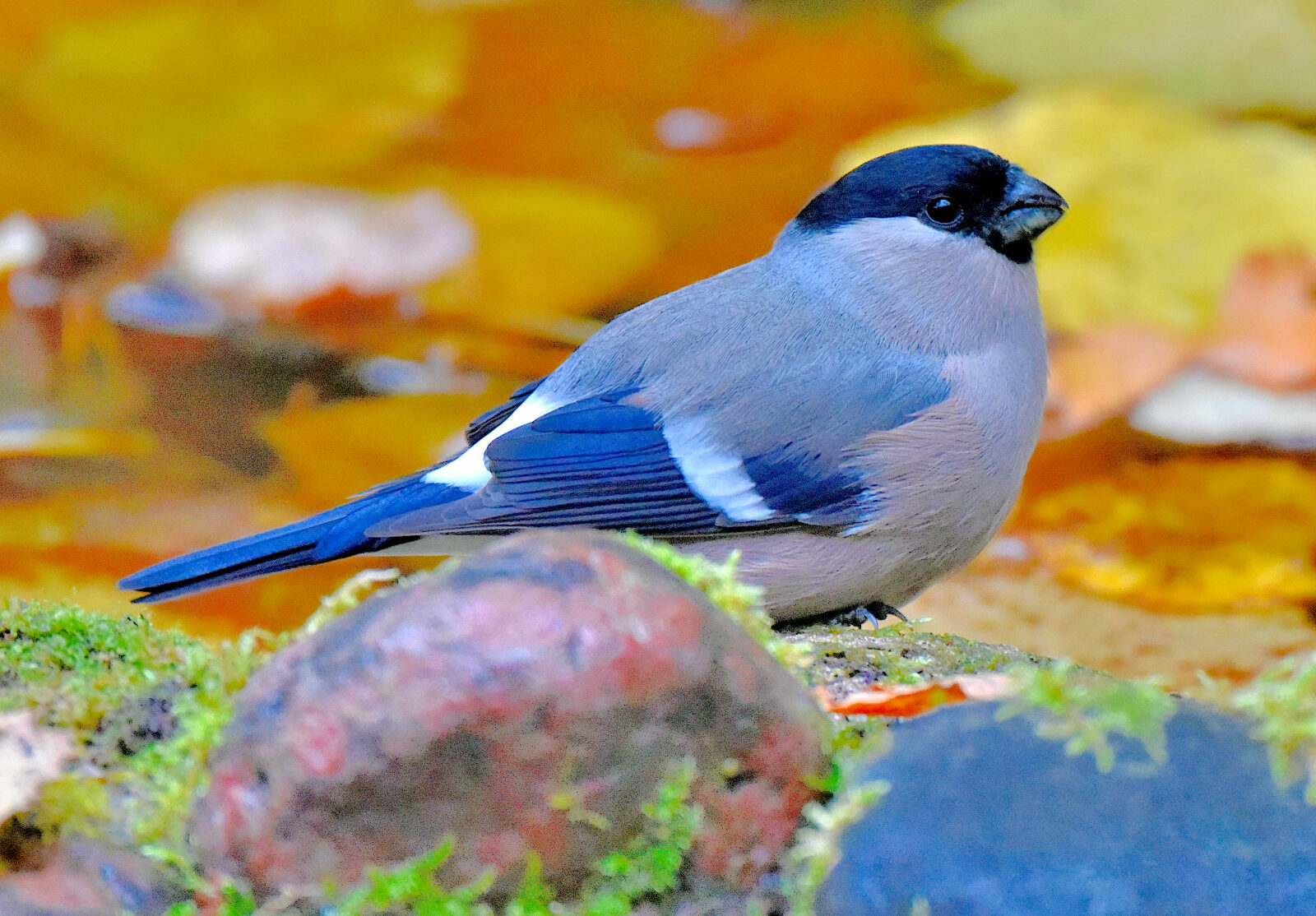 Valokuvaaja: Reijo Juurinen