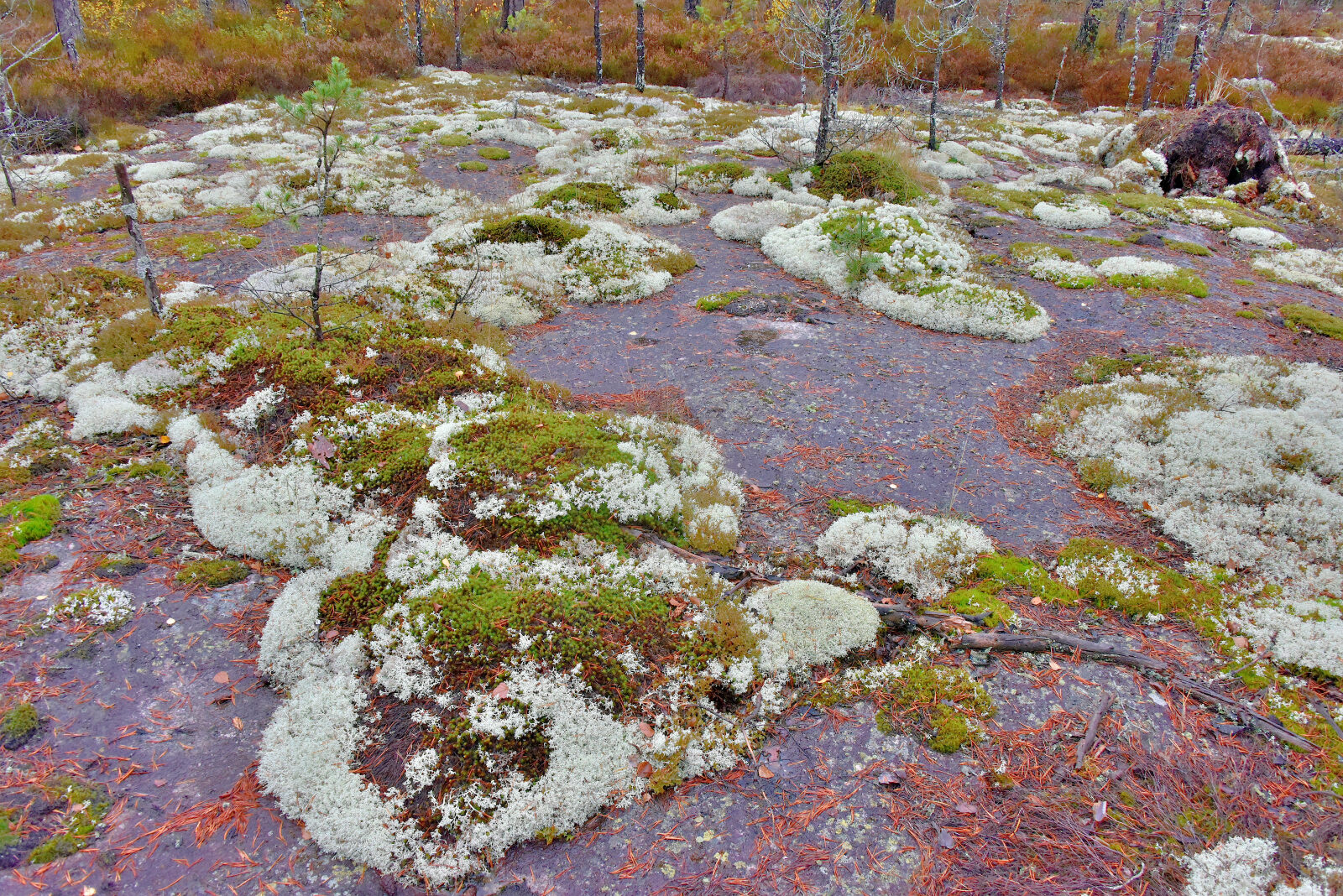 Valokuvaaja: Reijo Juurinen