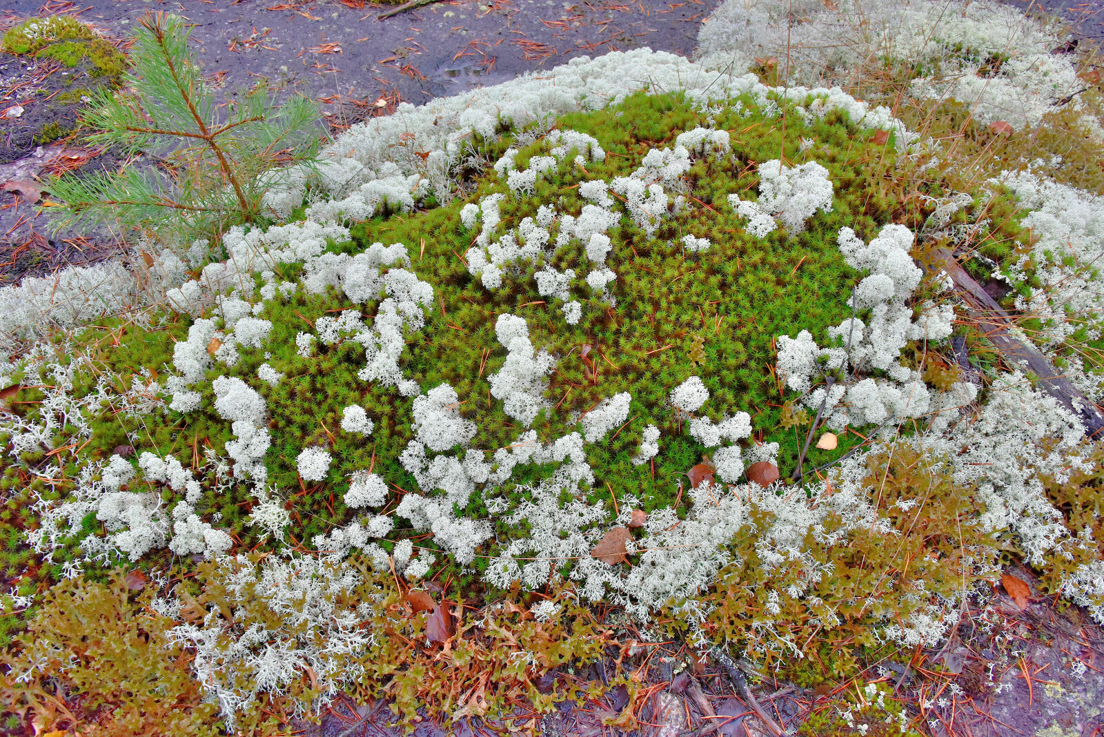Valokuvaaja: Reijo Juurinen