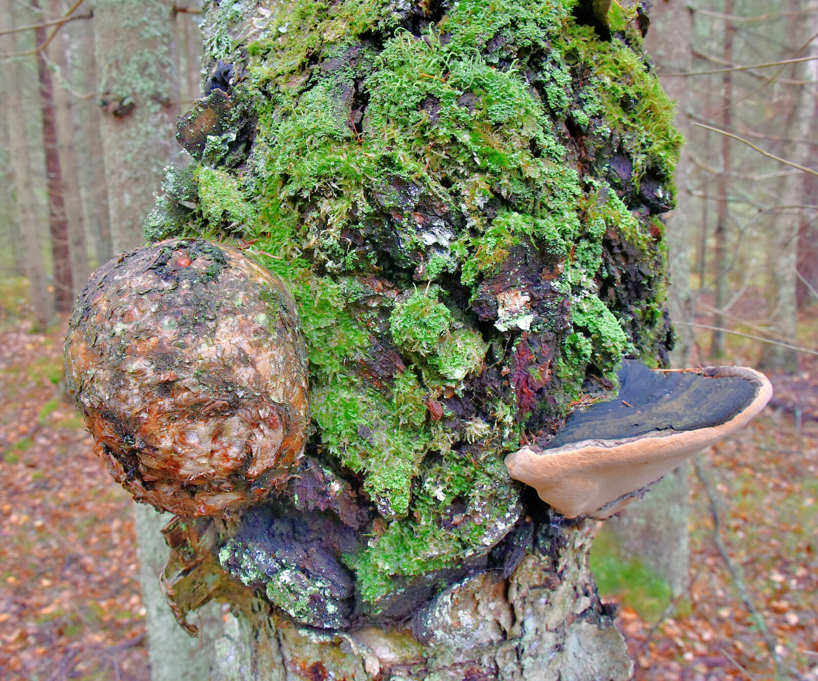 Valokuvaaja: Reijo Juurinen