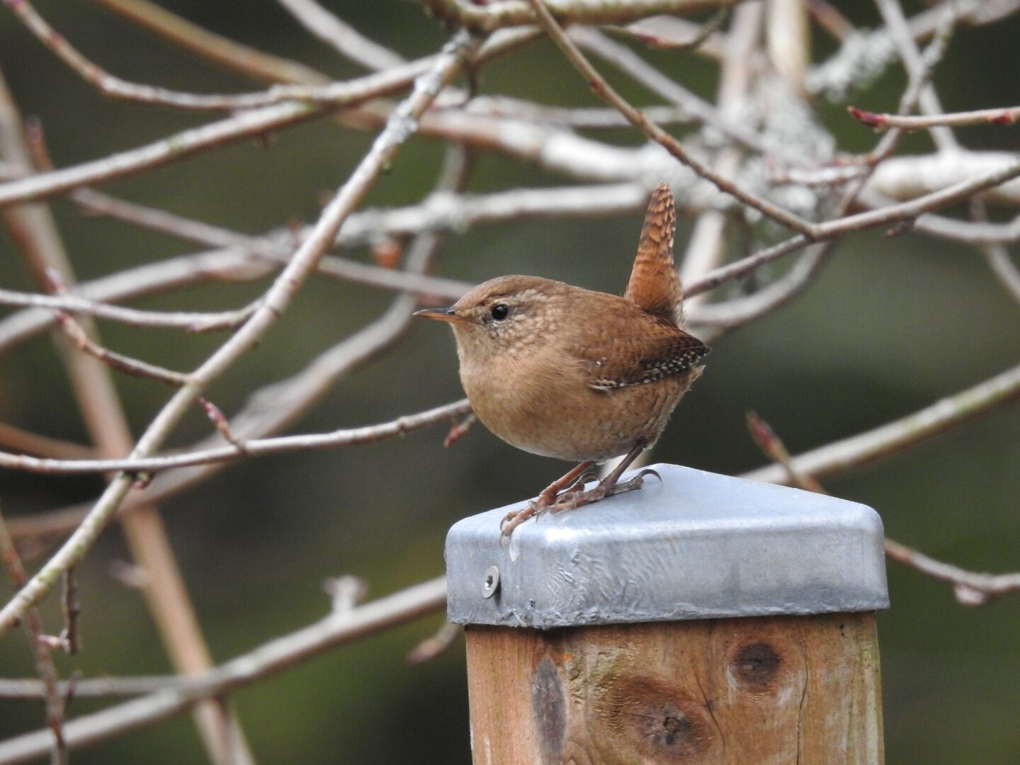 Valokuvaaja: Jarmo Mantere