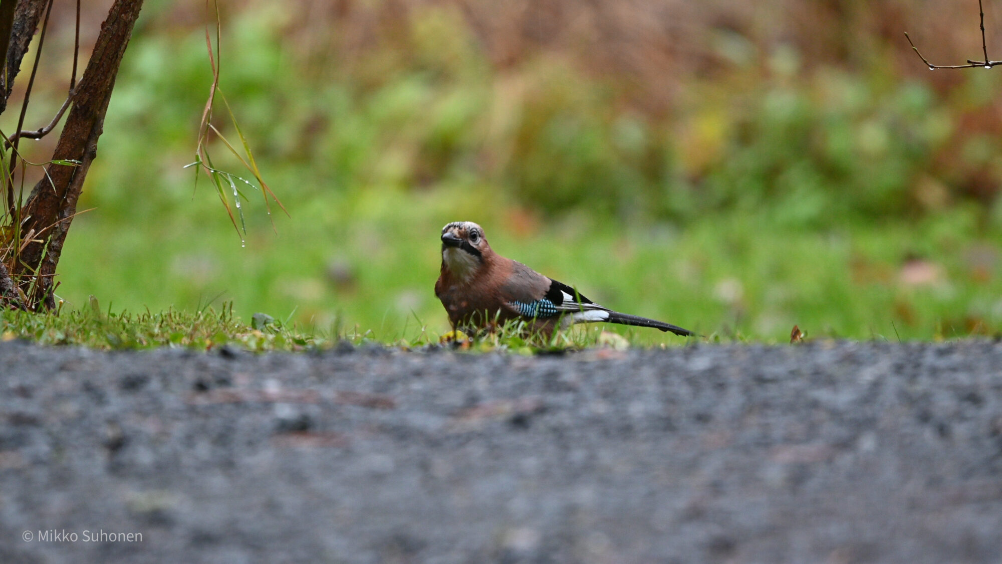 Valokuvaaja: Mikko Suhonen