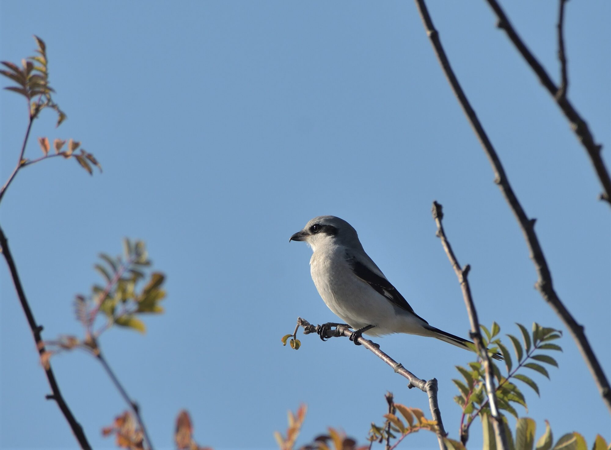 Valokuvaaja: Asko Heikkinen Valokuvaaja: Asko Heikkinen