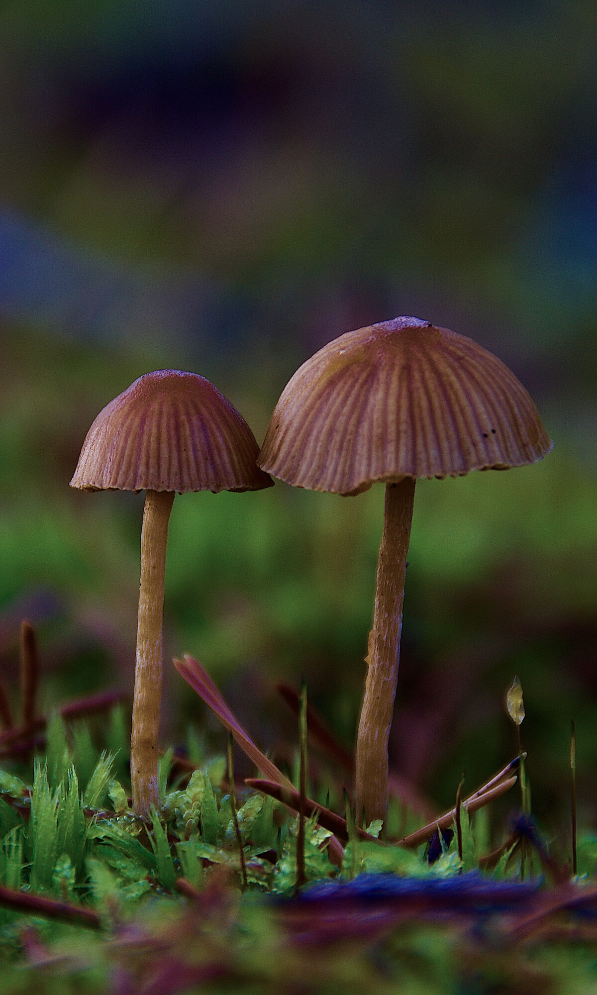 Valokuvaaja: Lasse Rokka