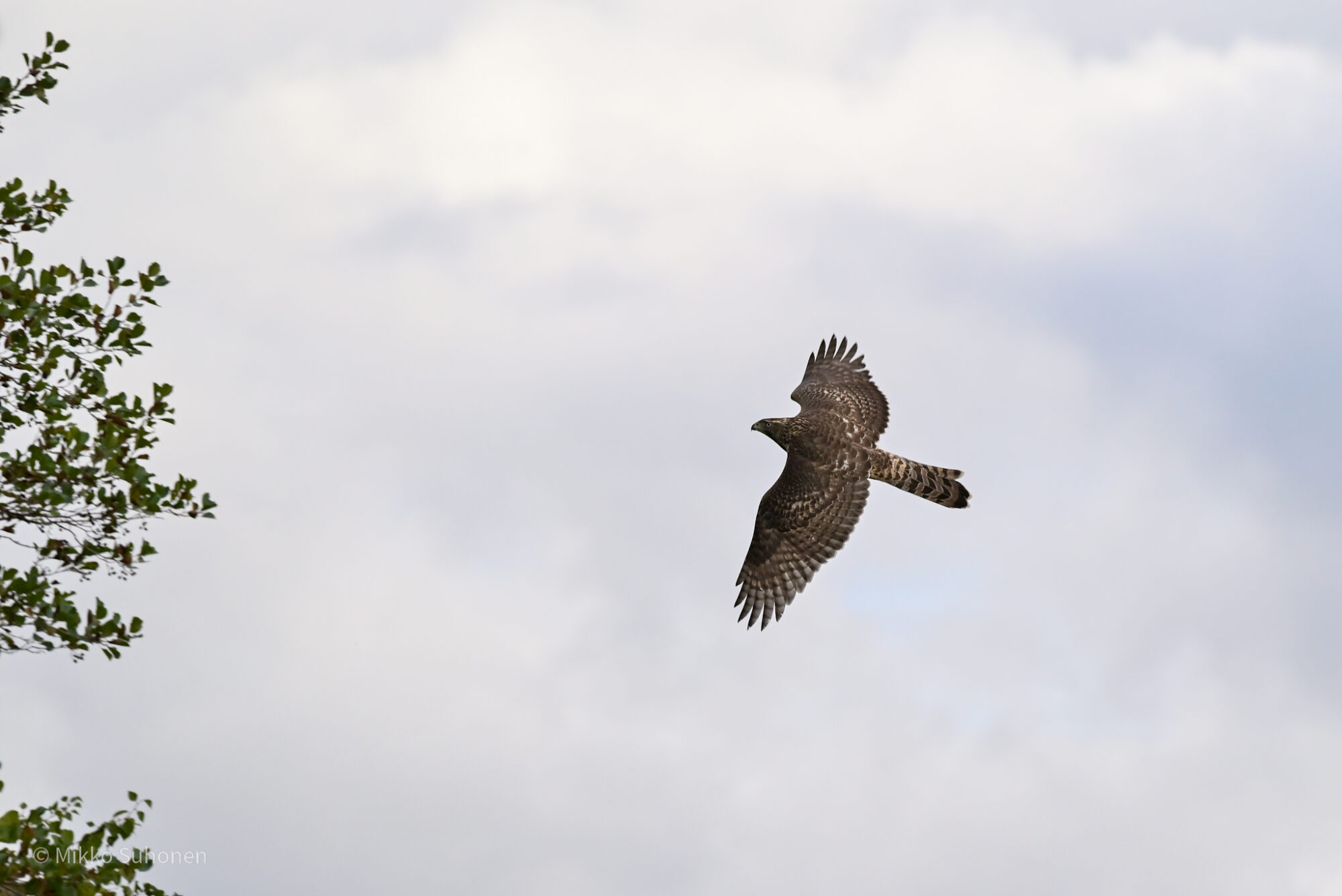 Valokuvaaja: Mikko Suhonen