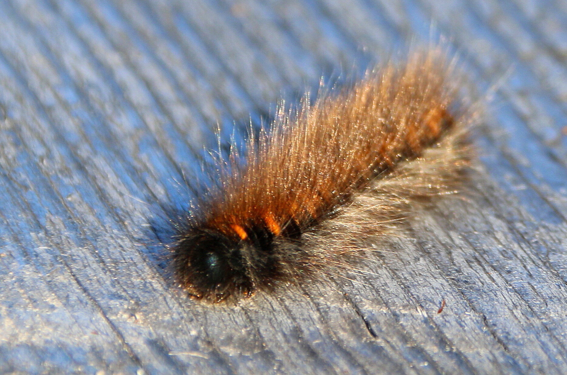 Valokuvaaja: Tuukka Pahtamaa