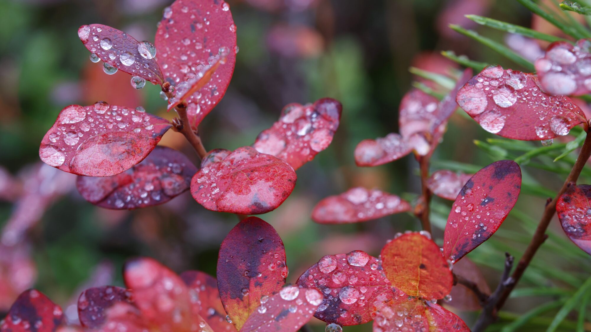 Valokuvaaja: Tommi Kujala