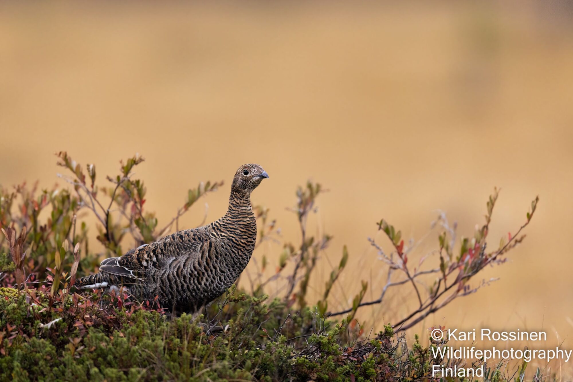 Valokuvaaja: Kari Rossinen