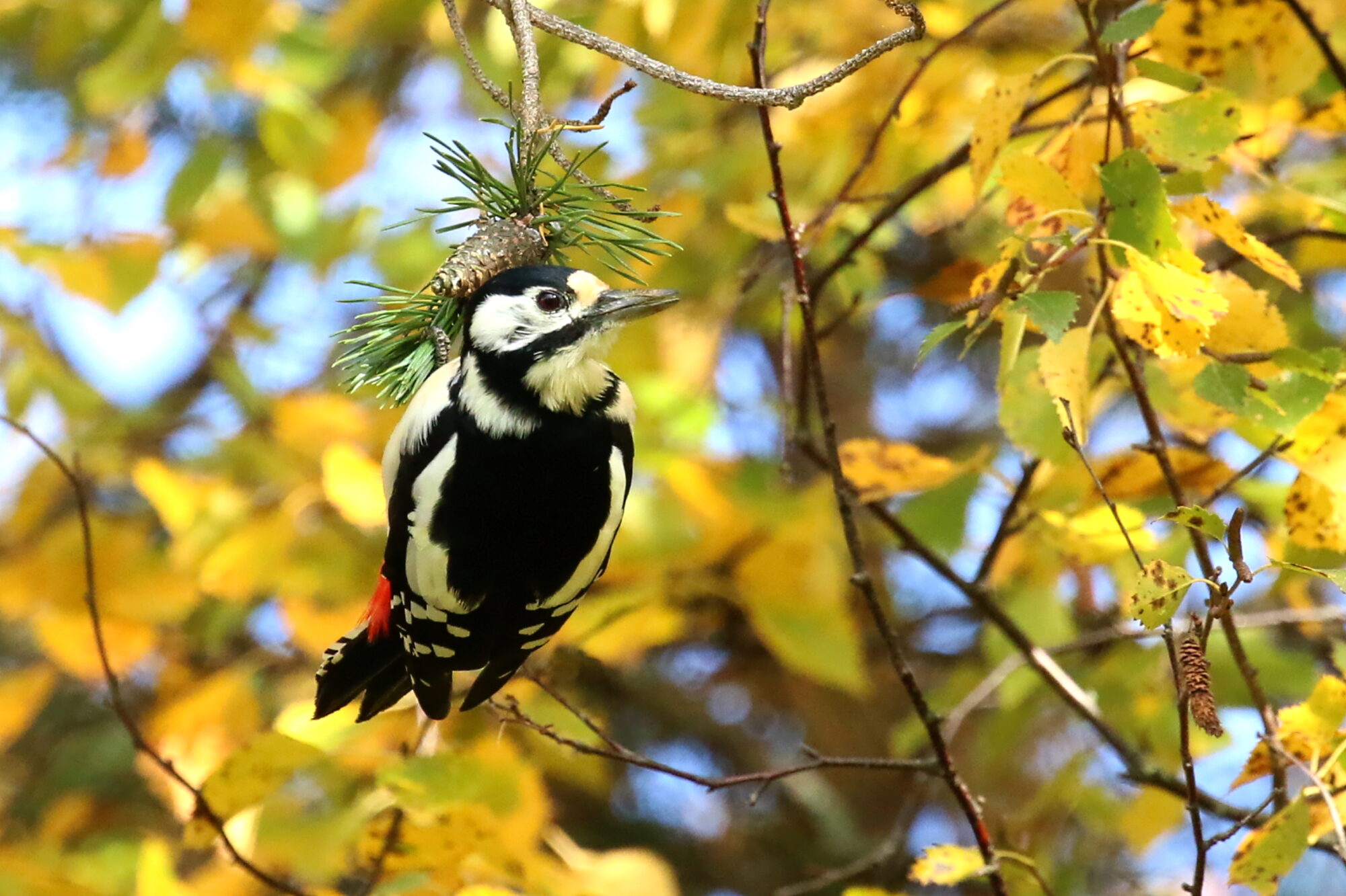 Valokuvaaja: Antero Tykkyläinen