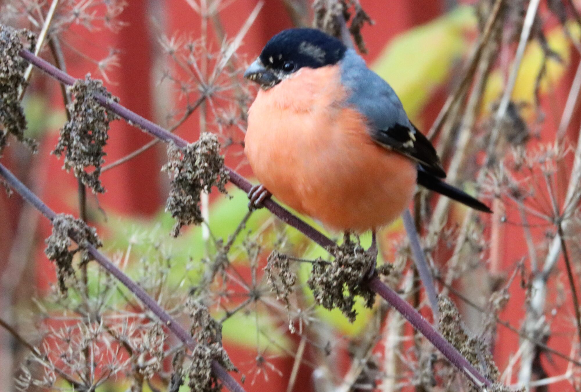 Valokuvaaja: Irja Lehtinen