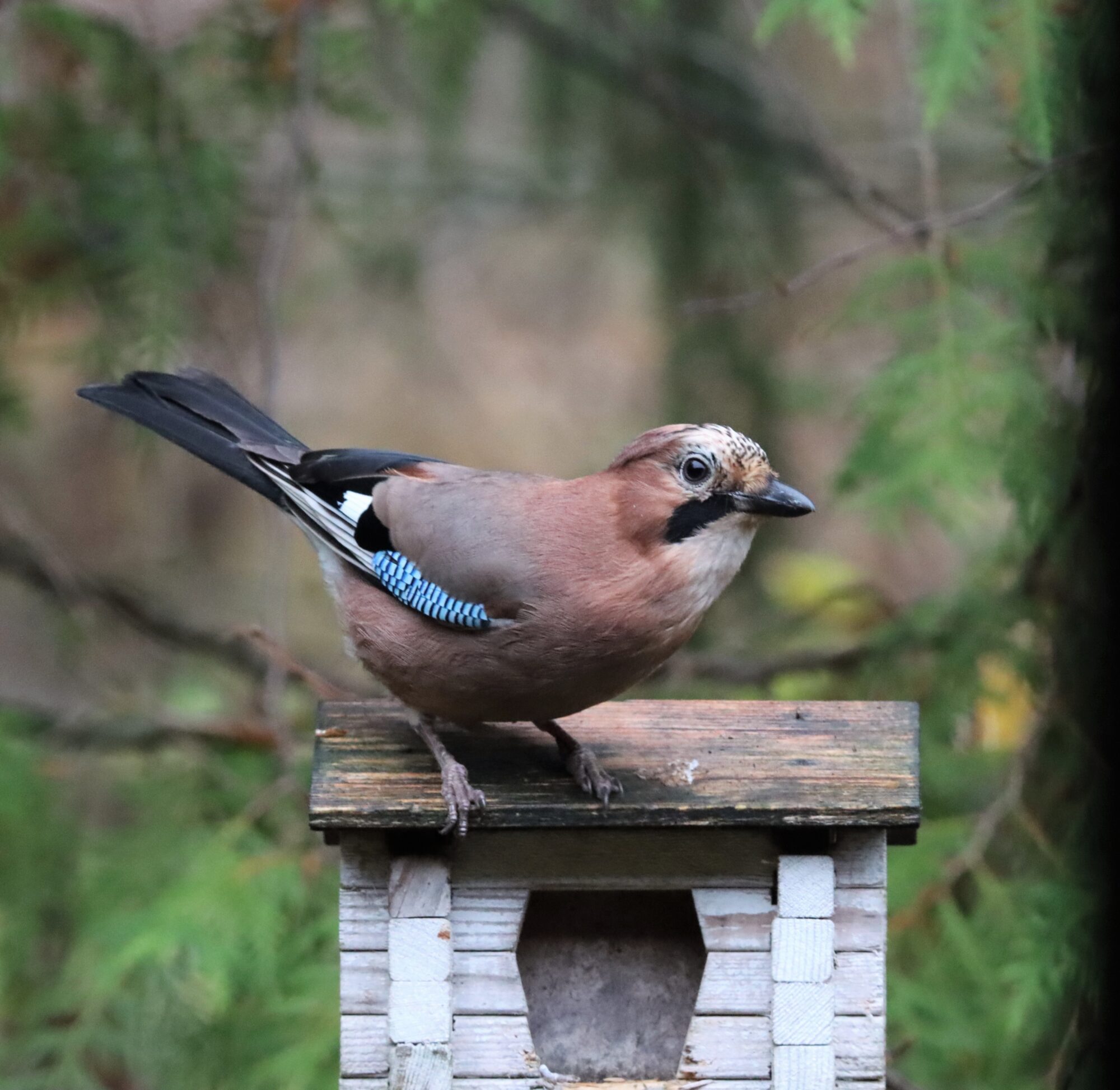 Valokuvaaja: Irja Lehtinen
