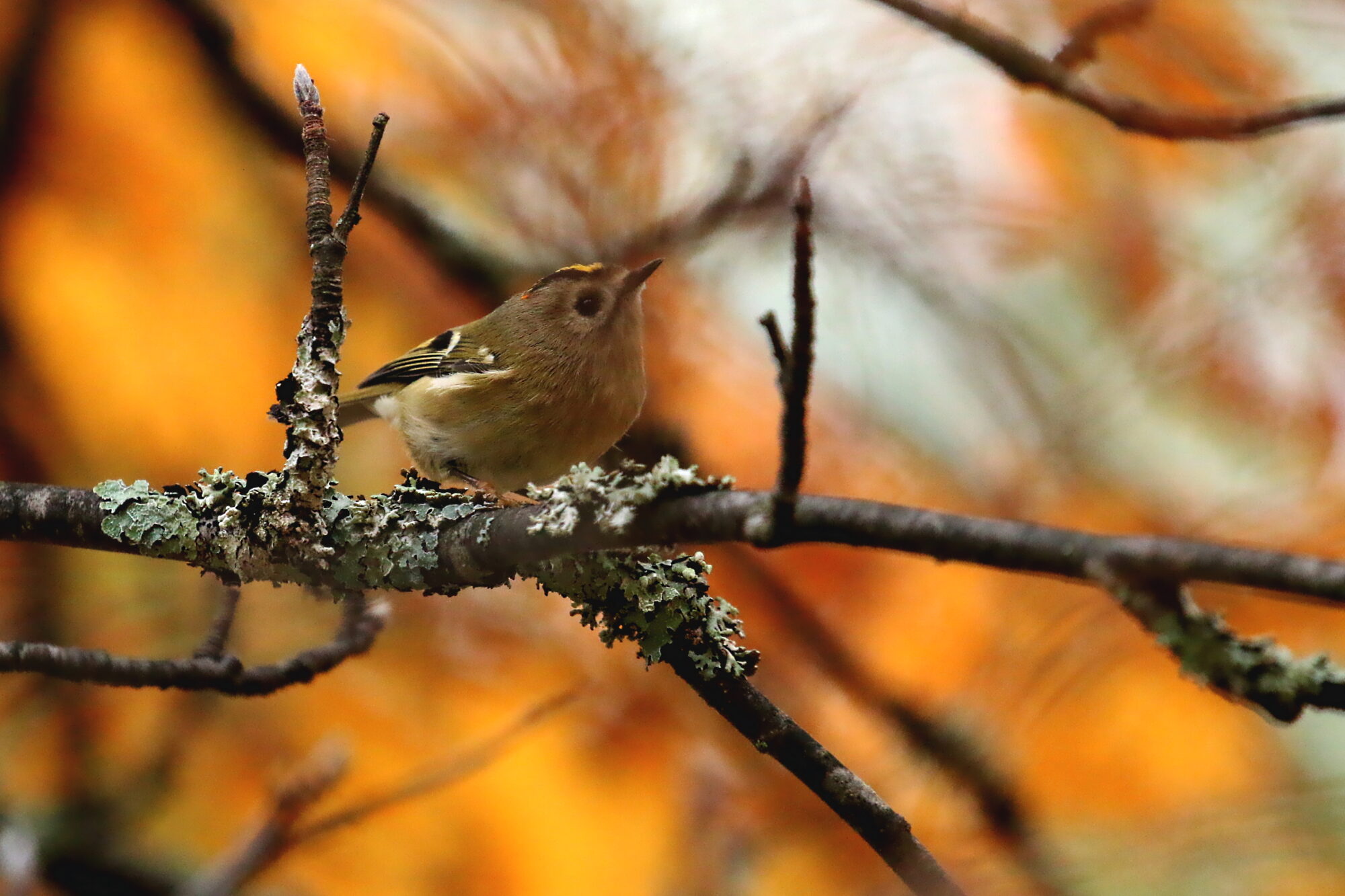 Valokuvaaja: Antero Tykkyläinen Valokuvaaja: Antero Tykkyläinen