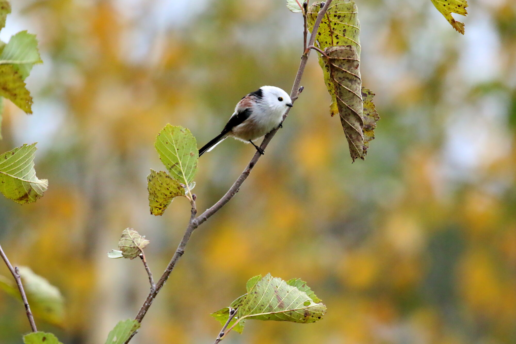 Valokuvaaja: Antero Tykkyläinen