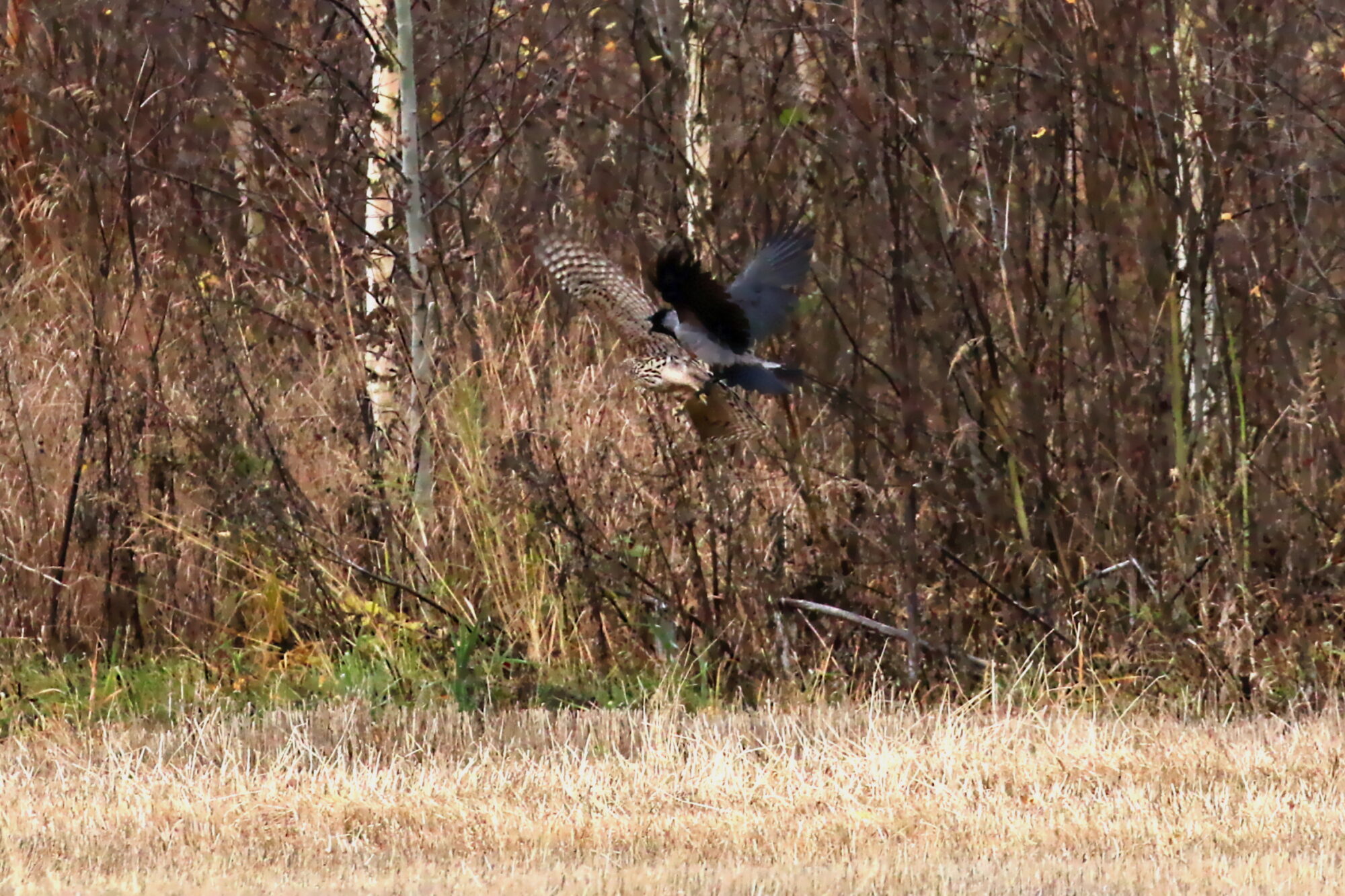 Valokuvaaja: Antero Tykkyläinen