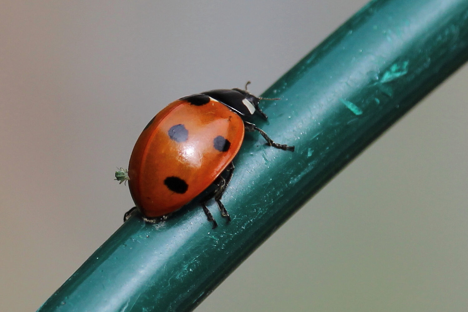 Valokuvaaja: Kirsi-Marja Joenpolvi