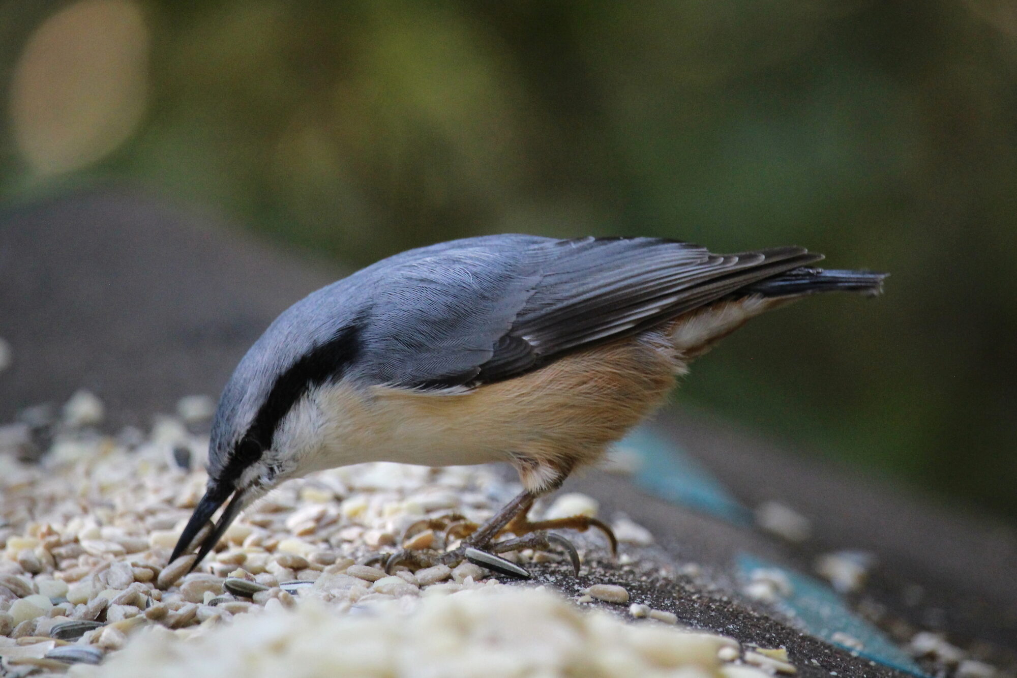 Valokuvaaja: Kirsi-Marja Joenpolvi