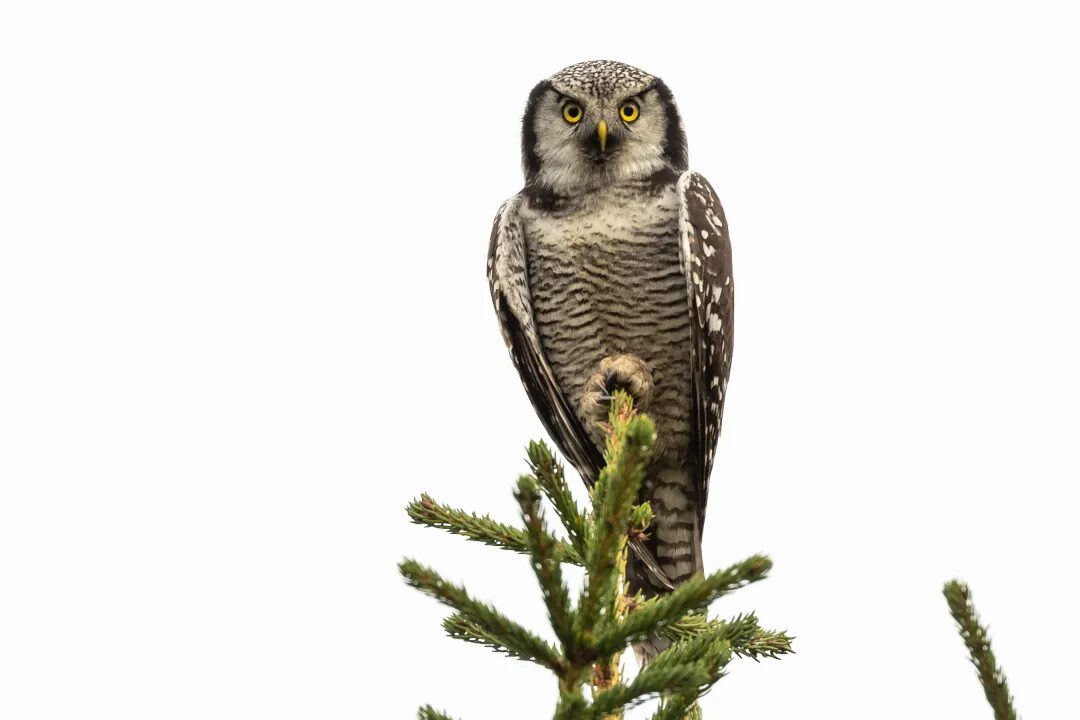 Valokuvaaja: Anne Valokuvaaja: Anne