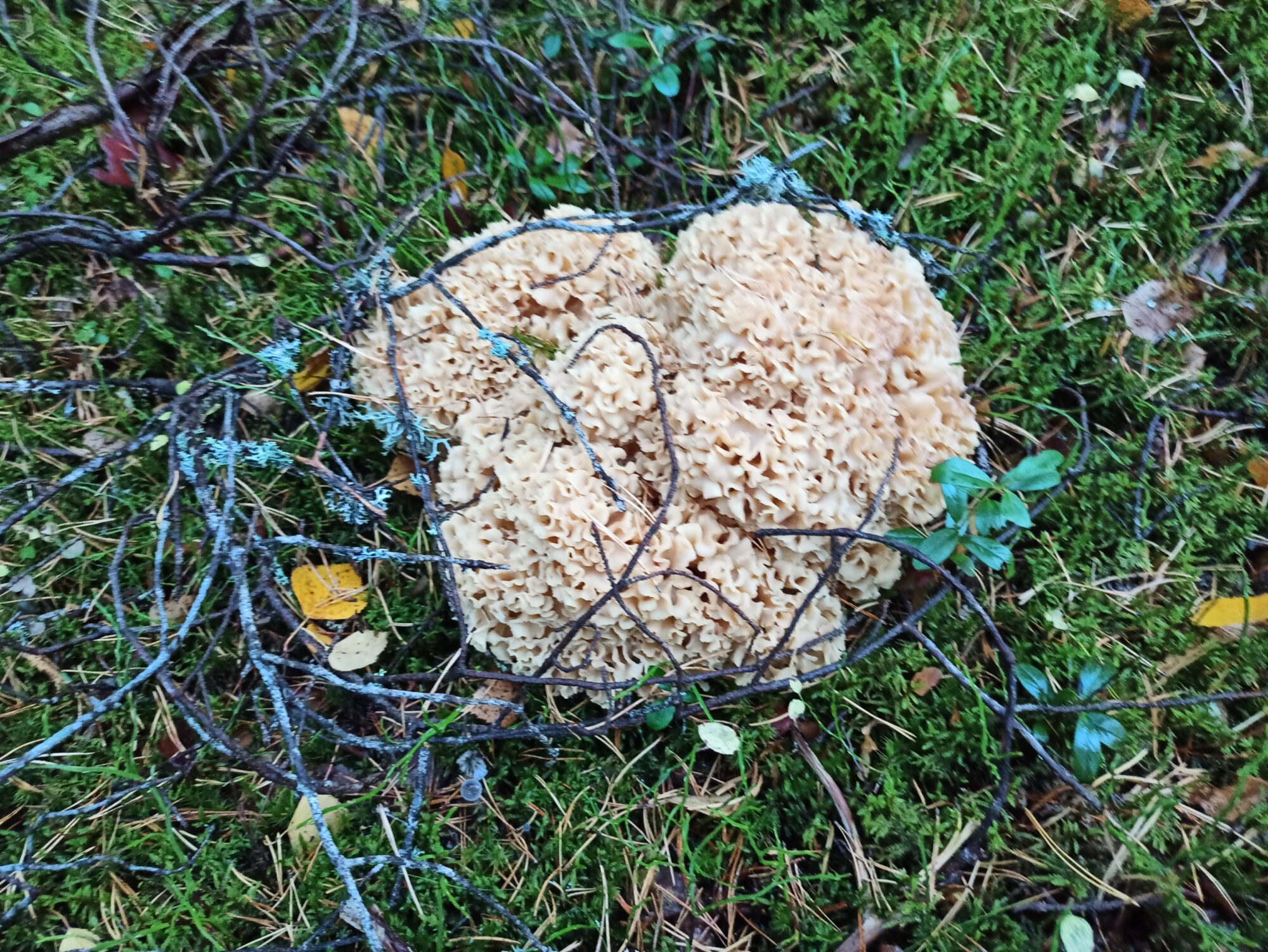 Valokuvaaja: Markus Lehtinen