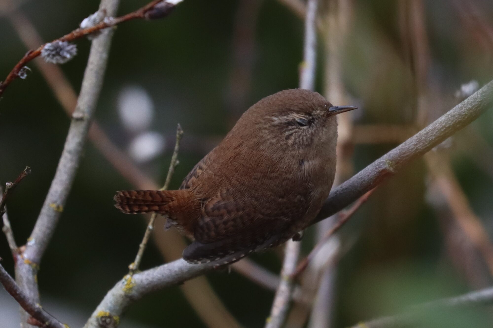 Valokuvaaja: Susanna Hannula