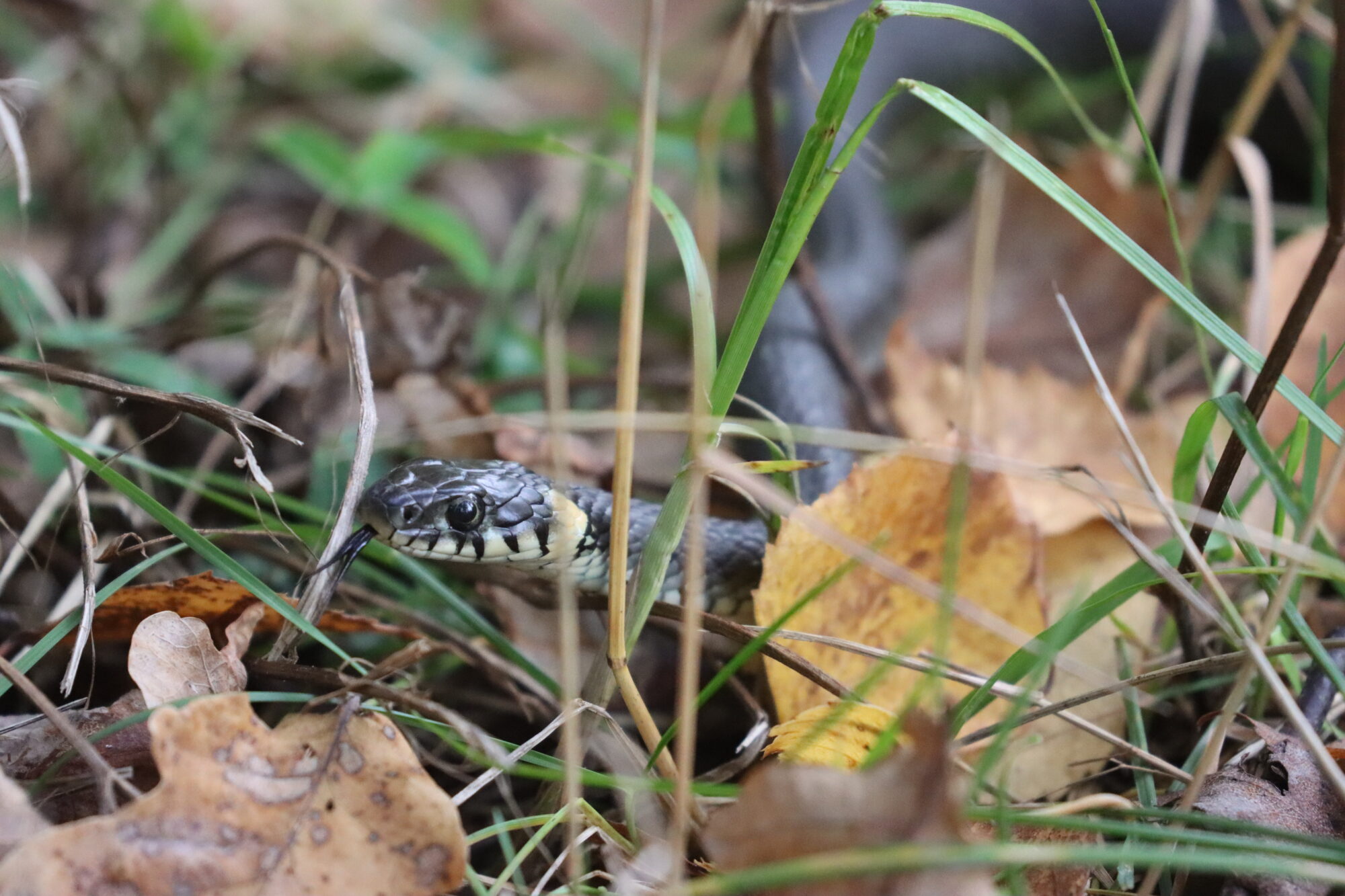 Valokuvaaja: Susanna Hannula