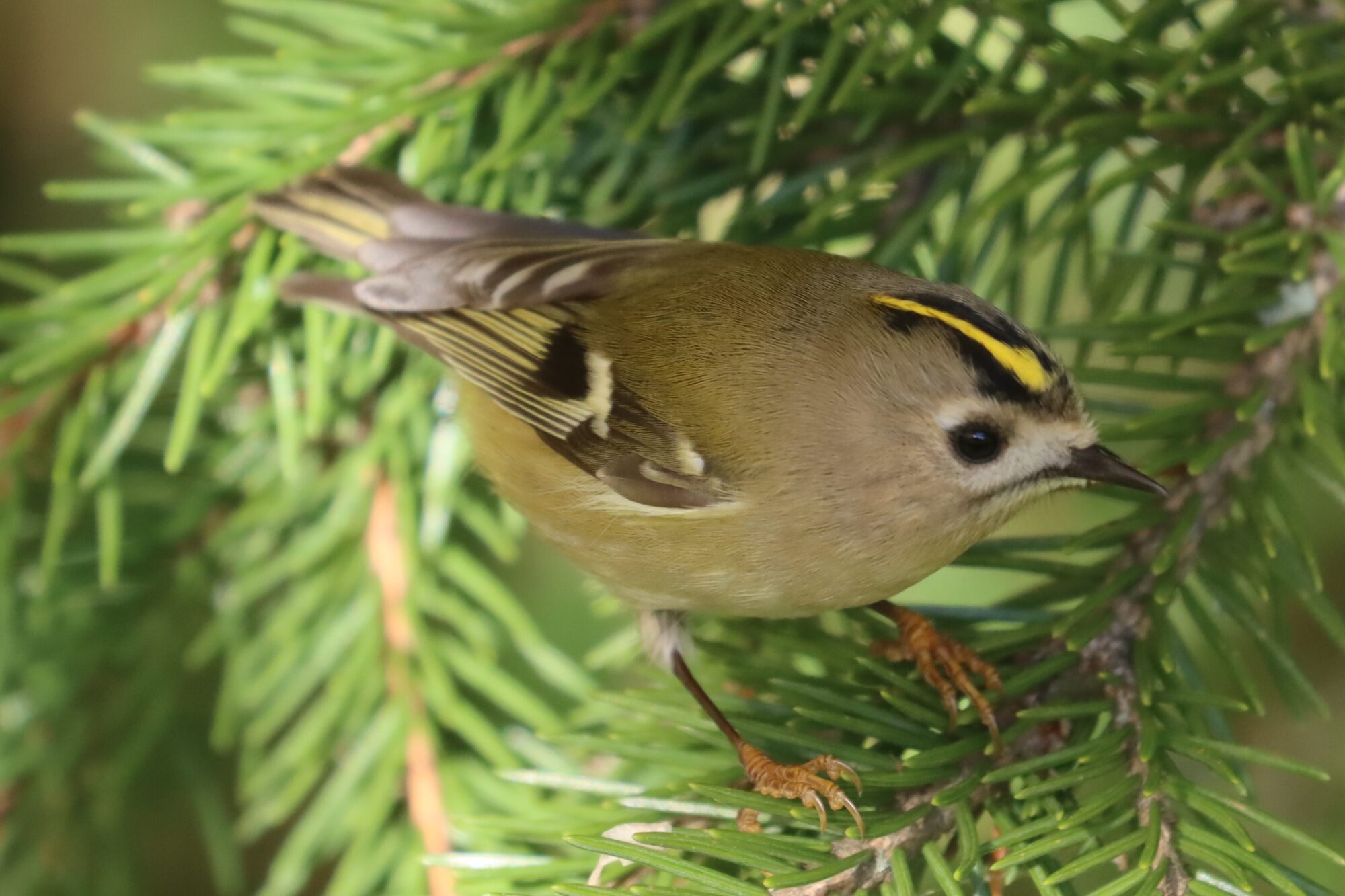 Valokuvaaja: Susanna Hannula