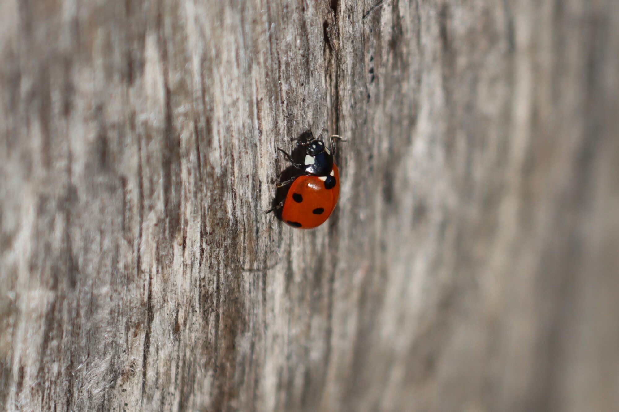 Valokuvaaja: Susanna Hannula