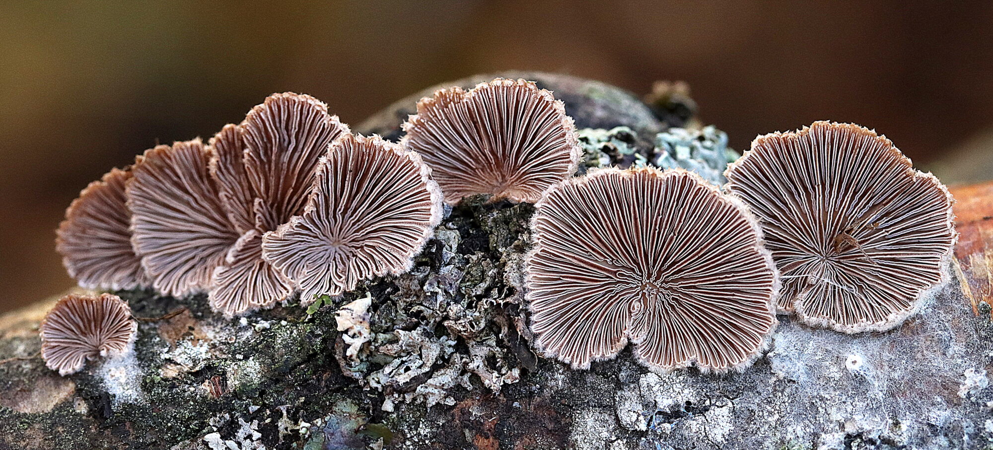 Valokuvaaja: Hannu Rasiranta