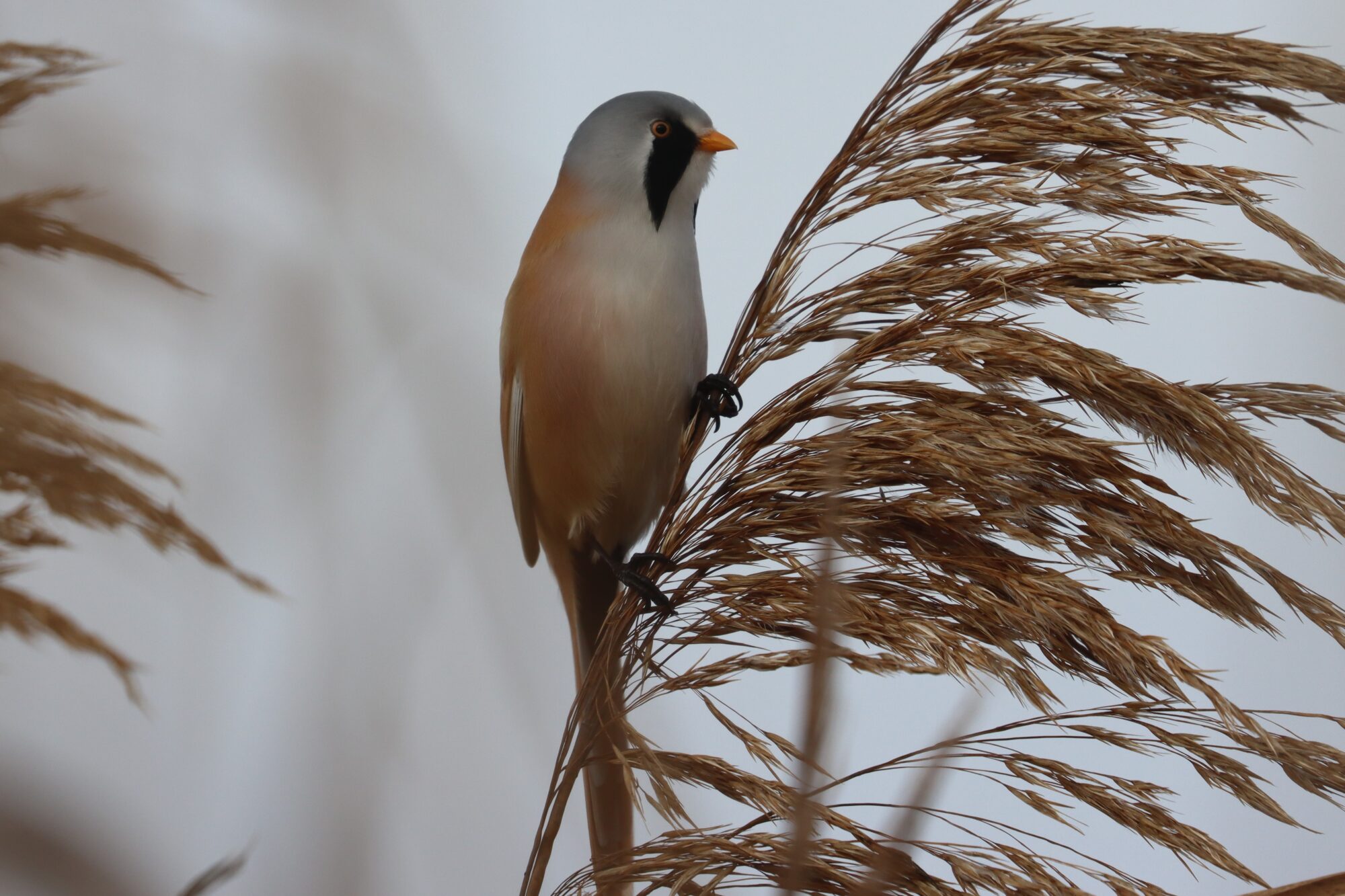 Valokuvaaja: Susanna Hannula Valokuvaaja: Susanna Hannula