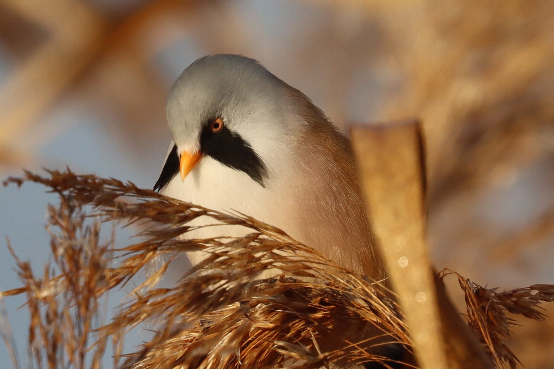 Valokuvaaja: Susanna Hannula