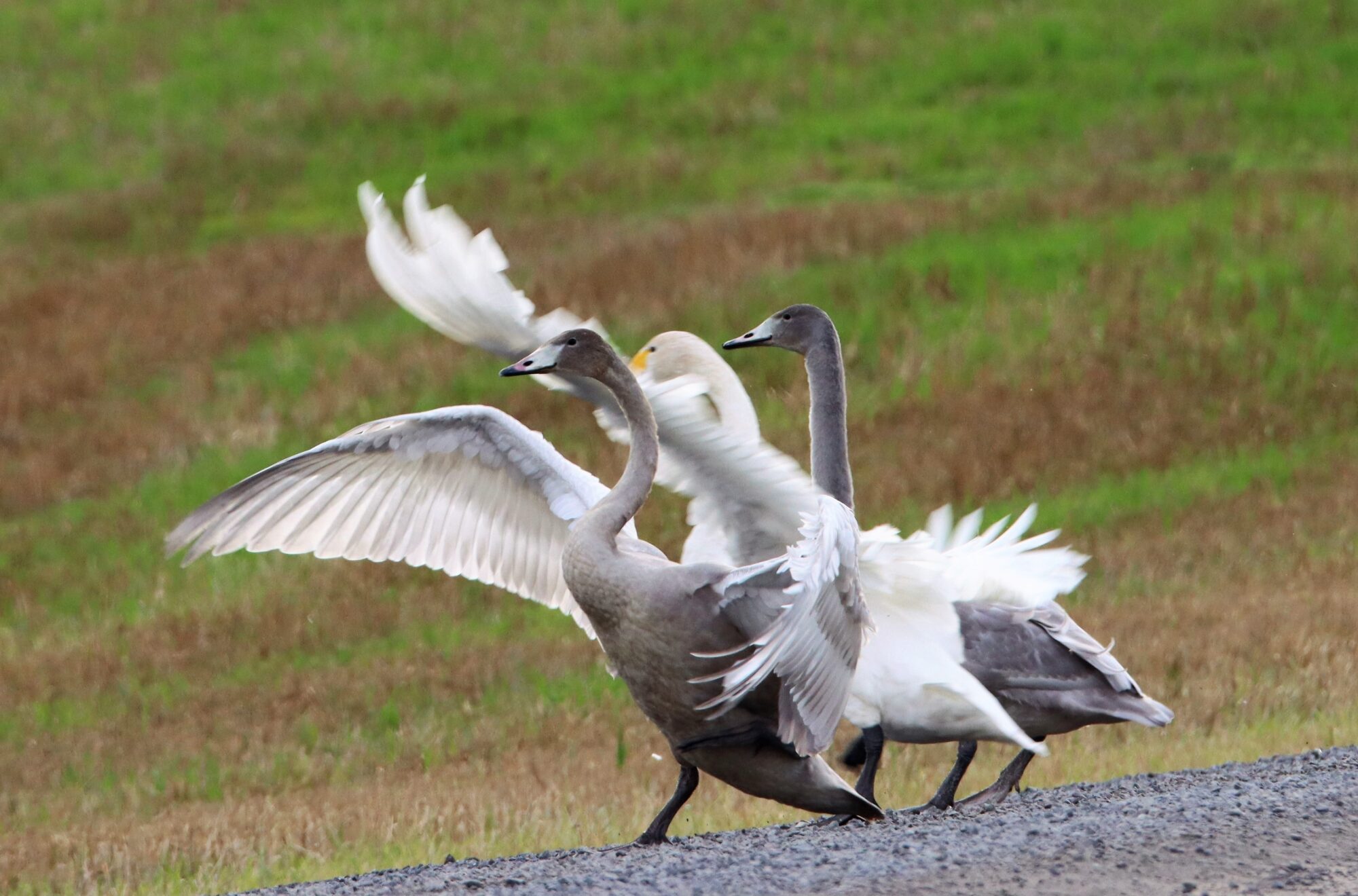 Valokuvaaja: Irja Lehtinen